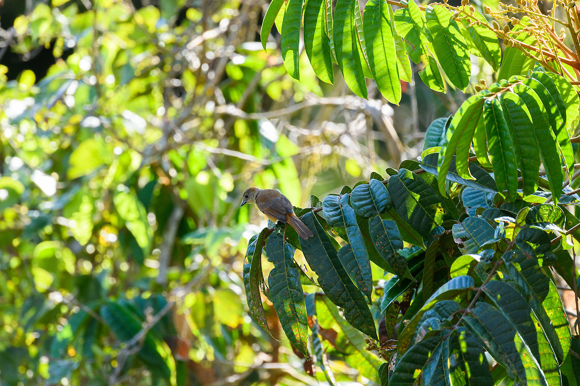 Flame-crested tanager (juvenile), La Isla Escondida, Colombia <figure class="photo"><a href="https://www.jungledragon.com/image/70179/flame-crested_tanager_juvenile_-_ii_la_isla_escondida_colombia.html" title="Flame-crested tanager (juvenile) - II, La Isla Escondida, Colombia"><img src="https://s3.amazonaws.com/media.jungledragon.com/images/2/70179_thumb.jpg?AWSAccessKeyId=05GMT0V3GWVNE7GGM1R2&Expires=1769040010&Signature=hPE14oULk4gfAENNfz5LysdxhE8%3D" width="200" height="166" alt="Flame-crested tanager (juvenile) - II, La Isla Escondida, Colombia https://www.jungledragon.com/image/70178/fulvous-crested_tanager_juvenile_la_isla_escondida_colombia.html Colombia,Colombia 2018,Colombia South,Fall,Flame-crested tanager,Geotagged,La Isla Escondida,Putumayo,South America,Tachyphonus cristatus,World" /></a></figure> Colombia,Colombia 2018,Colombia South,Fall,Flame-crested tanager,Geotagged,La Isla Escondida,Putumayo,South America,Tachyphonus cristatus,World