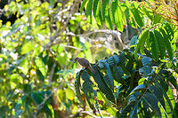 Flame-crested tanager (juvenile), La Isla Escondida, Colombia https://www.jungledragon.com/image/70179/fulvous-crested_tanager_juvenile_-_ii_la_isla_escondida_colombia.html Colombia,Colombia 2018,Colombia South,Fall,Flame-crested tanager,Geotagged,La Isla Escondida,Putumayo,South America,Tachyphonus cristatus,World