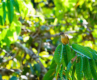 Flame-crested tanager (juvenile) - II, La Isla Escondida, Colombia https://www.jungledragon.com/image/70178/fulvous-crested_tanager_juvenile_la_isla_escondida_colombia.html Colombia,Colombia 2018,Colombia South,Fall,Flame-crested tanager,Geotagged,La Isla Escondida,Putumayo,South America,Tachyphonus cristatus,World