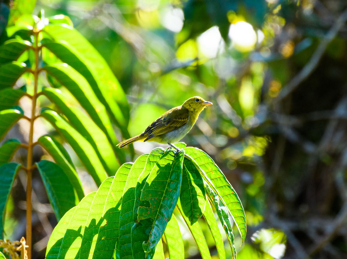 Yellow-backed Tanager (juvenile), La Isla Escondida, Colombia Juvenile of the Yellow-backed Tanager as seen from the canopy of La Isla Escondida. As can be seen from the timestamp, it's not even 8AM yet and at this point already the brutal Amazonian sun is frying us alive on the bird platform. Colombia,Colombia 2018,Colombia South,Fall,Geotagged,Hemithraupis flavicollis,La Isla Escondida,Putumayo,South America,World,Yellow-backed tanager