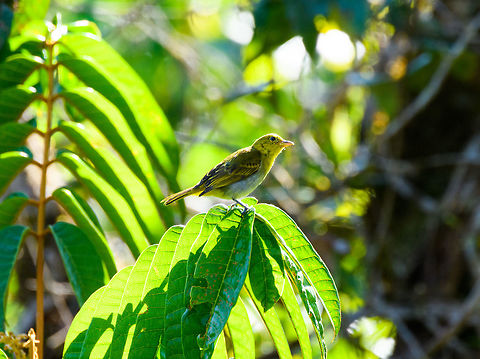 Yellow-backed Tanager (juvenile), La Isla Escondida, Colombia Juvenile of the Yellow-backed Tanager as seen from the canopy of La Isla Escondida. As can be seen from the timestamp, it's not even 8AM yet and at this point already the brutal Amazonian sun is frying us alive on the bird platform. Colombia,Colombia 2018,Colombia South,Fall,Geotagged,Hemithraupis flavicollis,La Isla Escondida,Putumayo,South America,World,Yellow-backed tanager