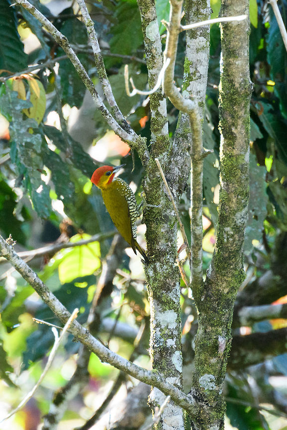 White-throated woodpecker, La Isla Escondida, Colombia A very local bird in Colombia, found in only a tiny speck on the map in the southeast, and only in canopy and subcanopy. This is the male. Colombia,Colombia 2018,Colombia South,Fall,Geotagged,La Isla Escondida,Piculus leucolaemus,Putumayo,South America,White-throated woodpecker,World