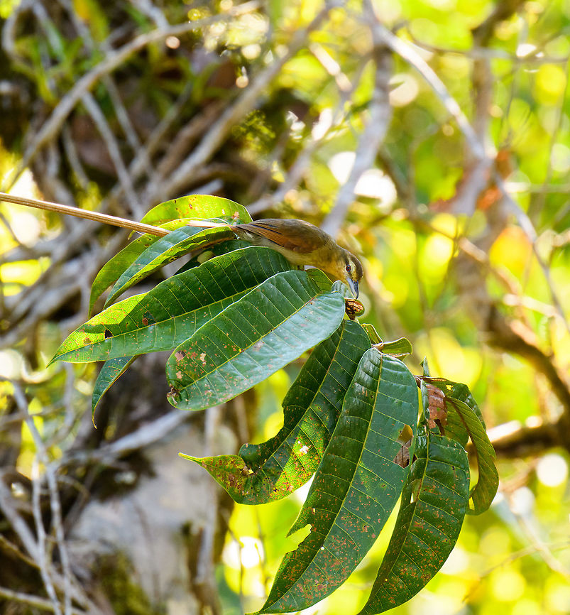 Russet antshrike, La Isla Escondida, Colombia A beautiful antshrike found in the foothills of the Amazon, note the long curved bill. Sexes look similar, yet the male has a rufous patch on the back, not possible to see from this shot. Colombia,Colombia 2018,Colombia South,Fall,Geotagged,La Isla Escondida,Putumayo,Russet antshrike,South America,Thamnistes anabatinus,World