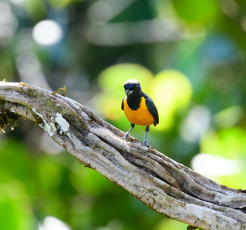 Rufous-bellied euphonia, La Isla Escondida, Colombia Common in the lowlands of Colombia, yet common in the canopy, which means you are unlikely to see it. Unless you're in the actual canopy like we were :) This is the male. Colombia,Colombia 2018,Colombia South,Euphonia rufiventris,Fall,Geotagged,La Isla Escondida,Putumayo,Rufous-bellied euphonia,South America,World