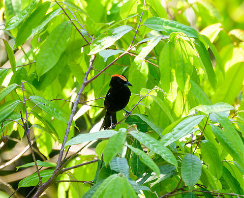Flame-crested Tanager (male), La Isla Escondida, Colombia https://www.jungledragon.com/image/70185/fulvous-crested_tanager_male_-_closeup_la_isla_escondida_colombia.html
The female found a bit earlier:

https://www.jungledragon.com/image/70175/fulvous-crested_tanager_female_la_isla_escondida_colombia.html Colombia,Colombia 2018,Colombia South,Fall,Flame-crested tanager,Geotagged,La Isla Escondida,Putumayo,South America,Tachyphonus cristatus,World