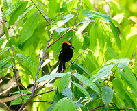 Flame-crested Tanager (male), La Isla Escondida, Colombia https://www.jungledragon.com/image/70185/fulvous-crested_tanager_male_-_closeup_la_isla_escondida_colombia.html<br />
The female found a bit earlier:<br />
<br />
https://www.jungledragon.com/image/70175/fulvous-crested_tanager_female_la_isla_escondida_colombia.html Colombia,Colombia 2018,Colombia South,Fall,Flame-crested tanager,Geotagged,La Isla Escondida,Putumayo,South America,Tachyphonus cristatus,World