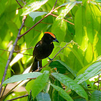 Flame-crested Tanager (male) - closeup, La Isla Escondida, Colombia The female found a bit earlier:<br />
https://www.jungledragon.com/image/70175/fulvous-crested_tanager_female_la_isla_escondida_colombia.html Colombia,Colombia 2018,Colombia South,Fall,Flame-crested tanager,Geotagged,La Isla Escondida,Putumayo,South America,Tachyphonus cristatus,World