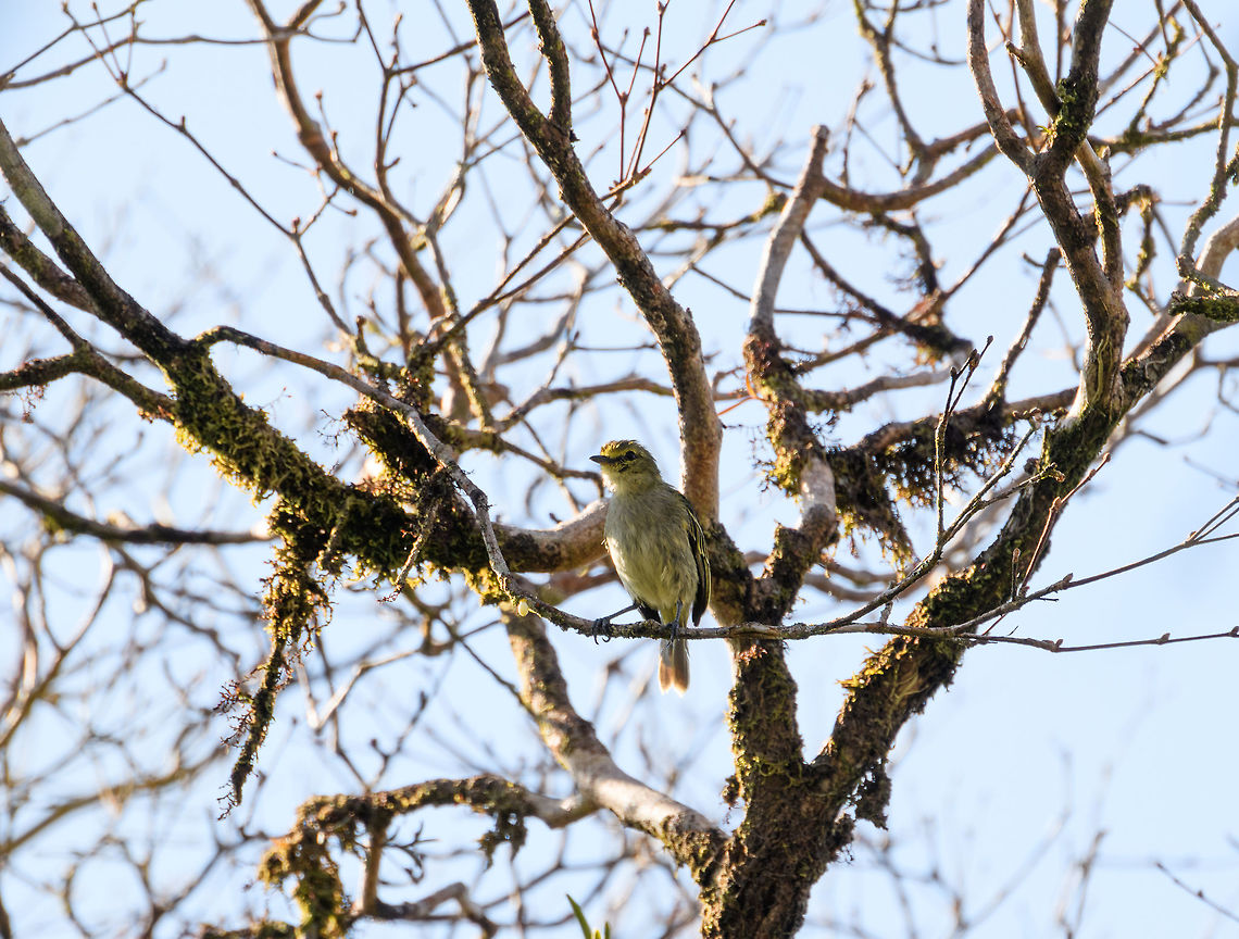 Golden-faced tyrannulet, La Isla Escondida, Colombia  Colombia,Colombia 2018,Colombia South,Fall,Geotagged,Golden-faced tyrannulet,La Isla Escondida,Putumayo,South America,World,Zimmerius chrysops