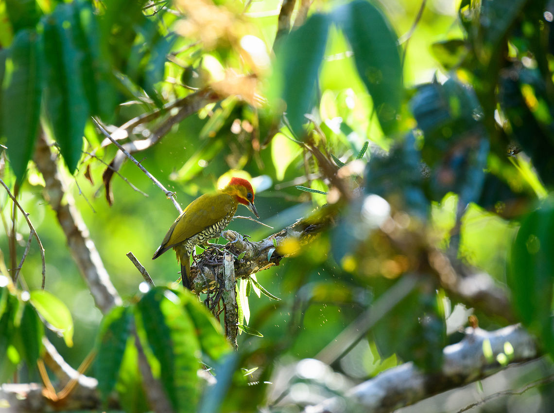 White-throated woodpecker pecking, La Isla Escondida, Colombia Note the wood chips as this male White-throated woodpecker is pecking at the canopy. A very local bird in Colombia, only found in a small area in the southeast and only at canopy level. Colombia,Colombia 2018,Colombia South,Fall,Geotagged,La Isla Escondida,Piculus leucolaemus,Putumayo,South America,White-throated woodpecker,World