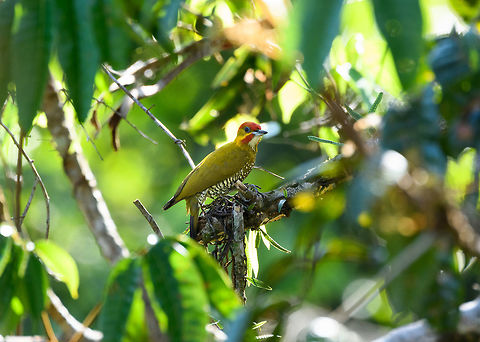 White-throated woodpecker eye contact, La Isla Escondida, Colombia A very local bird in Colombia, only found in a small area in the southeast and only at canopy level.  Colombia,Colombia 2018,Colombia South,Fall,Geotagged,La Isla Escondida,Piculus leucolaemus,Putumayo,South America,White-throated woodpecker,World