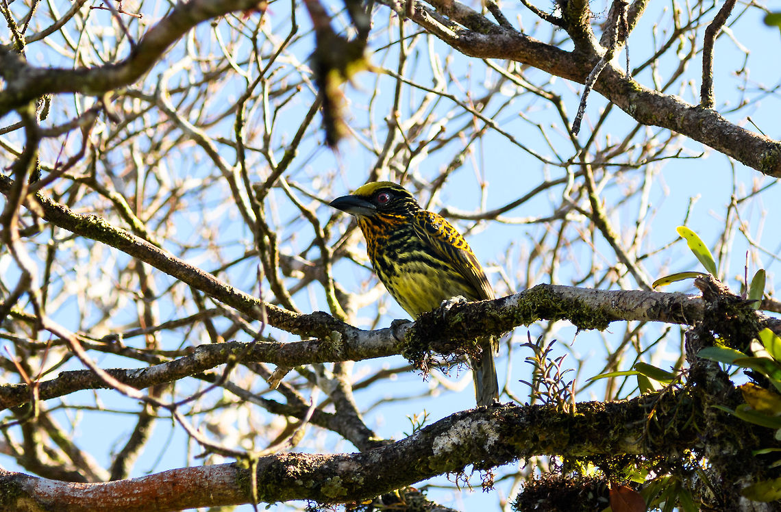 Gilded Barbet - female, La Isla Escondida, Colombia Forages in pairs in the canopy and subcanopy. The female has the streaked chest as seen here. Male:<br />
<figure class="photo"><a href="https://www.jungledragon.com/image/70191/gilded_barbet_-_male_la_isla_escondida_colombia.html" title="Gilded Barbet - male, La Isla Escondida, Colombia"><img src="https://s3.amazonaws.com/media.jungledragon.com/images/2/70191_thumb.jpg?AWSAccessKeyId=05GMT0V3GWVNE7GGM1R2&Expires=1759968010&Signature=cFu1fhqjhBrt%2BX1ve0o%2BP3KXcEE%3D" width="200" height="154" alt="Gilded Barbet - male, La Isla Escondida, Colombia The male of the Gilded Barbet. The female is also in the scene, but obscured by a branch. Here&#039;s the female in a better view:<br />
https://www.jungledragon.com/image/70190/gilded_barbet_-_female_la_isla_escondida_colombia.html Capito auratus,Colombia,Colombia 2018,Colombia South,Fall,Geotagged,La Isla Escondida,Putumayo,South America,World,gilded barbet" /></a></figure> Capito auratus,Colombia,Colombia 2018,Colombia South,Fall,Geotagged,La Isla Escondida,Putumayo,South America,World,gilded barbet