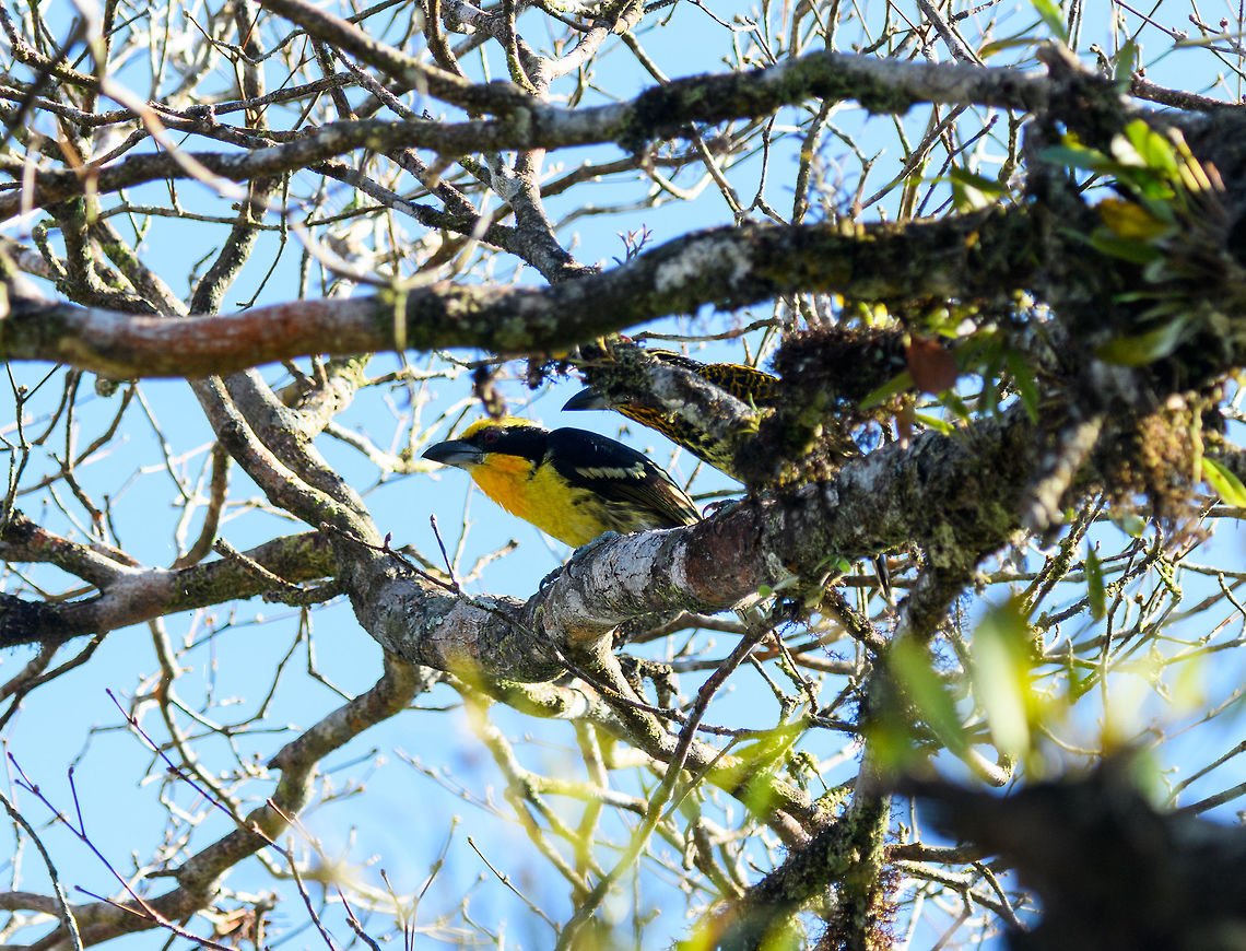 Gilded Barbet - male, La Isla Escondida, Colombia The male of the Gilded Barbet. The female is also in the scene, but obscured by a branch. Here&#039;s the female in a better view:<br />
<figure class="photo"><a href="https://www.jungledragon.com/image/70190/gilded_barbet_-_female_la_isla_escondida_colombia.html" title="Gilded Barbet - female, La Isla Escondida, Colombia"><img src="https://s3.amazonaws.com/media.jungledragon.com/images/2/70190_thumb.jpg?AWSAccessKeyId=05GMT0V3GWVNE7GGM1R2&Expires=1759968010&Signature=3rBnXhbsfvtMDbkQYM7ku22nelE%3D" width="200" height="132" alt="Gilded Barbet - female, La Isla Escondida, Colombia Forages in pairs in the canopy and subcanopy. The female has the streaked chest as seen here. Male:<br />
https://www.jungledragon.com/image/70191/gilded_barbet_-_male_la_isla_escondida_colombia.html Capito auratus,Colombia,Colombia 2018,Colombia South,Fall,Geotagged,La Isla Escondida,Putumayo,South America,World,gilded barbet" /></a></figure> Capito auratus,Colombia,Colombia 2018,Colombia South,Fall,Geotagged,La Isla Escondida,Putumayo,South America,World,gilded barbet