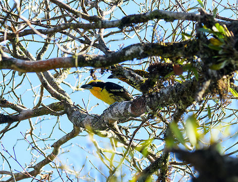 Gilded Barbet - male, La Isla Escondida, Colombia The male of the Gilded Barbet. The female is also in the scene, but obscured by a branch. Here's the female in a better view:
https://www.jungledragon.com/image/70190/gilded_barbet_-_female_la_isla_escondida_colombia.html Capito auratus,Colombia,Colombia 2018,Colombia South,Fall,Geotagged,La Isla Escondida,Putumayo,South America,World,gilded barbet
