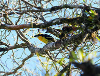 Gilded Barbet - male, La Isla Escondida, Colombia The male of the Gilded Barbet. The female is also in the scene, but obscured by a branch. Here's the female in a better view:<br />
https://www.jungledragon.com/image/70190/gilded_barbet_-_female_la_isla_escondida_colombia.html Capito auratus,Colombia,Colombia 2018,Colombia South,Fall,Geotagged,La Isla Escondida,Putumayo,South America,World,gilded barbet