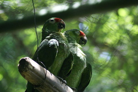 Red-lored parrots couple A couple of bonded parrots in the animal refugee center in Costa Rica. They were used as pets but are now on their way to recovery. Amazona autumnalis,Birds,Costa Rica,Parrots,Red-lored Amazon,Red-lored Parrot