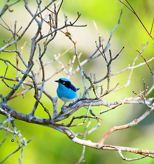 Black-faced Dacnis (male), La Isla Escondida, Colombia Uncommon, seasonal bird in terra firma forest and Andean lowlands. Often found in pairs.
https://www.jungledragon.com/image/70203/white-bellied_dacnis_male_-_frontal_la_isla_escondida_colombia.html
Female:

https://www.jungledragon.com/image/70204/white-bellied_dacnis_female_la_isla_escondida_colombia.html Black-faced dacnis,Colombia,Colombia 2018,Colombia South,Fall,Geotagged,La Isla Escondida,Putumayo,South America,World