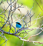 Black-faced Dacnis (male), La Isla Escondida, Colombia Uncommon, seasonal bird in terra firma forest and Andean lowlands. Often found in pairs.<br />
https://www.jungledragon.com/image/70203/white-bellied_dacnis_male_-_frontal_la_isla_escondida_colombia.html<br />
Female:<br />
<br />
https://www.jungledragon.com/image/70204/white-bellied_dacnis_female_la_isla_escondida_colombia.html Black-faced dacnis,Colombia,Colombia 2018,Colombia South,Fall,Geotagged,La Isla Escondida,Putumayo,South America,World