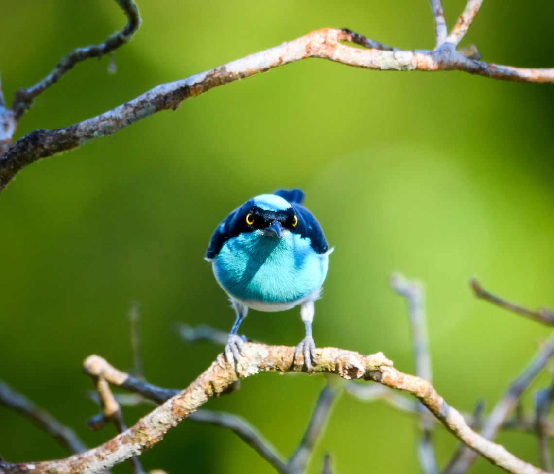 Black-faced Dacnis (male) - frontal, La Isla Escondida, Colombia Uncommon, seasonal bird in terra firma forest and Andean lowlands. Often found in pairs.<br />
<figure class="photo"><a href="https://www.jungledragon.com/image/70202/black-faced_dacnis_male_la_isla_escondida_colombia.html" title="Black-faced Dacnis (male), La Isla Escondida, Colombia"><img src="https://s3.amazonaws.com/media.jungledragon.com/images/2/70202_thumb.jpg?AWSAccessKeyId=05GMT0V3GWVNE7GGM1R2&Expires=1759968010&Signature=ZU%2B2kF7E2edhkBz9ivF4PZPfnCQ%3D" width="144" height="152" alt="Black-faced Dacnis (male), La Isla Escondida, Colombia Uncommon, seasonal bird in terra firma forest and Andean lowlands. Often found in pairs.<br />
https://www.jungledragon.com/image/70203/white-bellied_dacnis_male_-_frontal_la_isla_escondida_colombia.html<br />
Female:<br />
<br />
https://www.jungledragon.com/image/70204/white-bellied_dacnis_female_la_isla_escondida_colombia.html Black-faced dacnis,Colombia,Colombia 2018,Colombia South,Fall,Geotagged,La Isla Escondida,Putumayo,South America,World" /></a></figure><br />
Female:<br />
<br />
<figure class="photo"><a href="https://www.jungledragon.com/image/70204/black-faced_dacnis_female_la_isla_escondida_colombia.html" title="Black-faced Dacnis (female), La Isla Escondida, Colombia"><img src="https://s3.amazonaws.com/media.jungledragon.com/images/2/70204_thumb.jpg?AWSAccessKeyId=05GMT0V3GWVNE7GGM1R2&Expires=1759968010&Signature=1gRXU%2BJcQTDvdI6lnYIVX6sYYAU%3D" width="136" height="152" alt="Black-faced Dacnis (female), La Isla Escondida, Colombia Uncommon, seasonal bird in terra firma forest and Andean lowlands. Often found in pairs. Male:<br />
https://www.jungledragon.com/image/70202/white-bellied_dacnis_male_la_isla_escondida_colombia.html Black-faced dacnis,Colombia,Colombia 2018,Colombia South,Dacnis lineata,Fall,Geotagged,La Isla Escondida,Putumayo,South America,World" /></a></figure> Black-faced dacnis,Colombia,Colombia 2018,Colombia South,Dacnis lineata,Fall,Geotagged,La Isla Escondida,Putumayo,South America,World