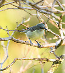 Black-faced Dacnis (female), La Isla Escondida, Colombia Uncommon, seasonal bird in terra firma forest and Andean lowlands. Often found in pairs. Male:<br />
https://www.jungledragon.com/image/70202/white-bellied_dacnis_male_la_isla_escondida_colombia.html Black-faced dacnis,Colombia,Colombia 2018,Colombia South,Dacnis lineata,Fall,Geotagged,La Isla Escondida,Putumayo,South America,World