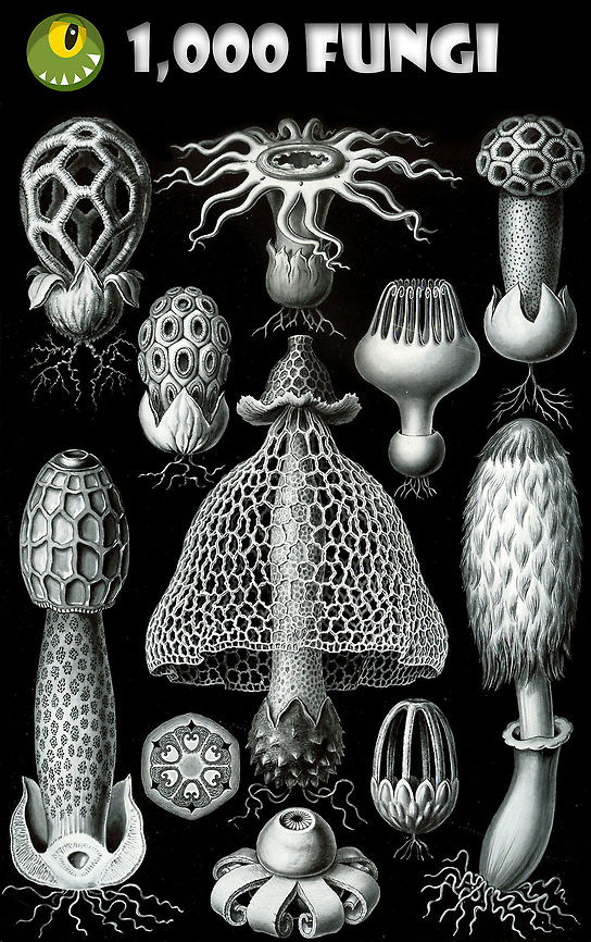 JungleDragon now has 1,000 fungi species! Dear friends of nature,<br />
<br />
Last week we crossed the milestone of a 1,000 fungi species documented on our platform. A remarkable milestone, as fungi may be numerous the world over, they are overlooked by some. Furthermore, they can be incredibly hard to identify. Finding, capturing and identifying fungi is hard work and a deep skill that requires dedication.<br />
<br />
The hard work over time by our community members has resulted in an incredible selection of fungi beauty and biodiversity. So let's explore a few ways to enjoy it. You can use the species browser to get to all of them and navigate several levels deep:<br />
<br />
<a href="https://www.jungledragon.com/wildlife/browse/fungi" rel="nofollow">https://www.jungledragon.com/wildlife/browse/fungi</a><br />
<br />
There's also a few lists maintained by members. I've personally been maintaining this list for 4 years now, it focuses mostly on the beauty aspect of fungi species:<br />
<ul class="collections-simple"><li><a href="https://www.jungledragon.com/list/173" title="view as slideshow" class="button slideshow"><em class="fa fa-bookmark"></em>Fabulous Fungi</a></li></ul><br />
@Morpheme has been maintaining an epic list of fungi in Washington state, a list so extensive that it has the worth of a scientific survey:<br />
<br />
<ul class="collections-simple"><li><a href="https://www.jungledragon.com/list/340" title="view as slideshow" class="button slideshow"><em class="fa fa-bookmark"></em>Fungi of Washington</a></li></ul><br />
Likewise, @Christine has been doing the same for the eastern US:<br />
<br />
<ul class="collections-simple"><li><a href="https://www.jungledragon.com/list/455" title="view as slideshow" class="button slideshow"><em class="fa fa-bookmark"></em>Fungi of the Northeastern US</a></li></ul><br />
As does @Lisa:<br />
<br />
<ul class="collections-simple"><li><a href="https://www.jungledragon.com/list/480" title="view as slideshow" class="button slideshow"><em class="fa fa-bookmark"></em>Fungi / Lichens of the Southern Appalachians</a></li></ul><br />
<ul class="collections-simple"><li><a href="https://www.jungledragon.com/list/442" title="view as slideshow" class="button slideshow"><em class="fa fa-bookmark"></em>Fantastic Fungi</a></li></ul><br />
<br />
Whilst a 1,000 fungi species (as well as many not identified to the species level) are the work of many in the community spanning years, my vote for the spotlight goes to the three ladies above, for being such powerful contributors in this category. Contributions so large and powerful, that they inspire others to enjoy fungi on their own.<br />
<br />
So let us enjoy and celebrate the mysterious world of fungi, and thank the people who share this beauty with us :) JungleDragon