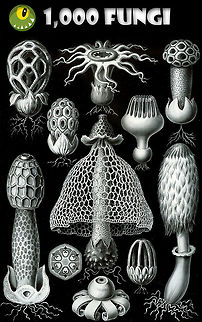 JungleDragon now has 1,000 fungi species! Dear friends of nature,

Last week we crossed the milestone of a 1,000 fungi species documented on our platform. A remarkable milestone, as fungi may be numerous the world over, they are overlooked by some. Furthermore, they can be incredibly hard to identify. Finding, capturing and identifying fungi is hard work and a deep skill that requires dedication.

The hard work over time by our community members has resulted in an incredible selection of fungi beauty and biodiversity. So let's explore a few ways to enjoy it. You can use the species browser to get to all of them and navigate several levels deep:

https://www.jungledragon.com/wildlife/browse/fungi

There's also a few lists maintained by members. I've personally been maintaining this list for 4 years now, it focuses mostly on the beauty aspect of fungi species:
https://www.jungledragon.com/list/173/fabulous_fungi.html
@Morpheme has been maintaining an epic list of fungi in Washington state, a list so extensive that it has the worth of a scientific survey:

https://www.jungledragon.com/list/340/fungi_of_washington.html
Likewise, @Christine has been doing the same for the eastern US:

https://www.jungledragon.com/list/455/fungi_of_the_northeastern_us.html
As does @Lisa:

https://www.jungledragon.com/list/480/fungi_lichens_of_the_southern_appalachians.html
https://www.jungledragon.com/list/442/fantastic_fungi.html

Whilst a 1,000 fungi species (as well as many not identified to the species level) are the work of many in the community spanning years, my vote for the spotlight goes to the three ladies above, for being such powerful contributors in this category. Contributions so large and powerful, that they inspire others to enjoy fungi on their own.

So let us enjoy and celebrate the mysterious world of fungi, and thank the people who share this beauty with us :) JungleDragon