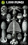 JungleDragon now has 1,000 fungi species! Dear friends of nature,<br />
<br />
Last week we crossed the milestone of a 1,000 fungi species documented on our platform. A remarkable milestone, as fungi may be numerous the world over, they are overlooked by some. Furthermore, they can be incredibly hard to identify. Finding, capturing and identifying fungi is hard work and a deep skill that requires dedication.<br />
<br />
The hard work over time by our community members has resulted in an incredible selection of fungi beauty and biodiversity. So let's explore a few ways to enjoy it. You can use the species browser to get to all of them and navigate several levels deep:<br />
<br />
https://www.jungledragon.com/wildlife/browse/fungi<br />
<br />
There's also a few lists maintained by members. I've personally been maintaining this list for 4 years now, it focuses mostly on the beauty aspect of fungi species:<br />
https://www.jungledragon.com/list/173/fabulous_fungi.html<br />
@Morpheme has been maintaining an epic list of fungi in Washington state, a list so extensive that it has the worth of a scientific survey:<br />
<br />
https://www.jungledragon.com/list/340/fungi_of_washington.html<br />
Likewise, @Christine has been doing the same for the eastern US:<br />
<br />
https://www.jungledragon.com/list/455/fungi_of_the_northeastern_us.html<br />
As does @Lisa:<br />
<br />
https://www.jungledragon.com/list/480/fungi_lichens_of_the_southern_appalachians.html<br />
https://www.jungledragon.com/list/442/fantastic_fungi.html<br />
<br />
Whilst a 1,000 fungi species (as well as many not identified to the species level) are the work of many in the community spanning years, my vote for the spotlight goes to the three ladies above, for being such powerful contributors in this category. Contributions so large and powerful, that they inspire others to enjoy fungi on their own.<br />
<br />
So let us enjoy and celebrate the mysterious world of fungi, and thank the people who share this beauty with us :) JungleDragon