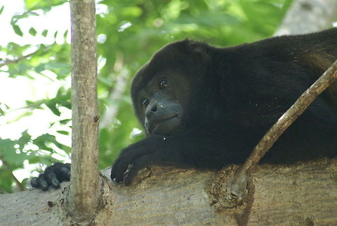 Male Howler Monkey closeup A male Howler Monkey resting from screaming and chasing females. Alouatta caraya,Black howler,Closeup,Costa Rica,Howler Monkey,Mammalia,Monkeys