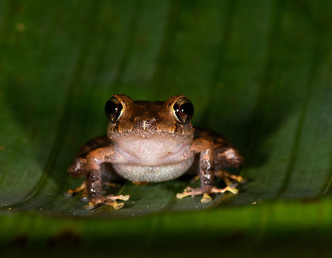 Pristimantis sp - frontal, La Isla Escondida, Colombia Likely another Pristimantis frog. Problem with this genus is that it has hundreds of species, very hard to tell apart. Colombia,Colombia 2018,Colombia South,La Isla Escondida,Putumayo,South America,World