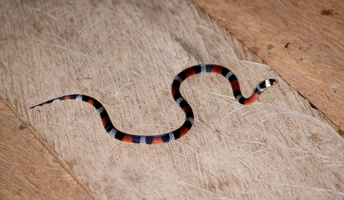 Erythrolamprus aesculapii, La Isla Escondida, Colombia After coming down the bird watching tower in La Isla Escondida, which was a lot scarier than going up, we made way back to the lodge. Heavy rain started and likely this is why our guide Manuel ran into this snake crossing the path. Holes and creeks fill up with water during heavy rain, forcing some snakes to change position.<br />
<br />
Manuel captured the snake and it was taken to the nearby lodge for a few shots, and then released. At the time we were under the working assumption that this was a true coral snake, in hindsight it looks to be a false coral snake. Note that the name &quot;false coral snake&quot; is used for different species in this genus, that&#039;s why I&#039;m using the binomial name. <br />
<br />
Note that this snake is quite tiny, the shots are cropped and/or taken with a macro lens. Release shot is at the end of the series.<br />
<br />
<figure class="photo"><a href="https://www.jungledragon.com/image/70341/erythrolamprus_aesculapii_-_top_view_la_isla_escondida_colombia.html" title="Erythrolamprus aesculapii - top view, La Isla Escondida, Colombia"><img src="https://s3.amazonaws.com/media.jungledragon.com/images/2/70341_thumb.jpg?AWSAccessKeyId=05GMT0V3GWVNE7GGM1R2&Expires=1759968010&Signature=KKdlIEly7KzTPKXbMROhyOMYYd8%3D" width="200" height="150" alt="Erythrolamprus aesculapii - top view, La Isla Escondida, Colombia After coming down the bird watching tower in La Isla Escondida, which was a lot scarier than going up, we made way back to the lodge. Heavy rain started and likely this is why our guide Manuel ran into this snake crossing the path. Holes and creeks fill up with water during heavy rain, forcing some snakes to change position.<br />
<br />
Manuel captured the snake and it was taken to the nearby lodge for a few shots, and then released. At the time we were under the working assumption that this was a true coral snake, in hindsight it looks to be a false coral snake. Note that the name &quot;false coral snake&quot; is used for different species in this genus, that&#039;s why I&#039;m using the binomial name. <br />
<br />
Note that this snake is quite tiny, the shots are cropped and/or taken with a macro lens. Release shot is at the end of the series.<br />
<br />
https://www.jungledragon.com/image/70340/erythrolamprus_aesculapii_la_isla_escondida_colombia.html<br />
https://www.jungledragon.com/image/70342/erythrolamprus_aesculapii_-_side_view_la_isla_escondida_colombia.html<br />
https://www.jungledragon.com/image/70343/erythrolamprus_aesculapii_-_frontal_view_la_isla_escondida_colombia.html<br />
https://www.jungledragon.com/image/70344/erythrolamprus_aesculapii_-_frontal_view_ii_la_isla_escondida_colombia.html<br />
https://www.jungledragon.com/image/70345/erythrolamprus_aesculapii_-_release_la_isla_escondida_colombia.html Colombia,Colombia 2018,Colombia South,Erythrolamprus aesculapii,La Isla Escondida,Putumayo,South America,World" /></a></figure><br />
<figure class="photo"><a href="https://www.jungledragon.com/image/70342/erythrolamprus_aesculapii_-_side_view_la_isla_escondida_colombia.html" title="Erythrolamprus aesculapii - side view, La Isla Escondida, Colombia"><img src="https://s3.amazonaws.com/media.jungledragon.com/images/2/70342_thumb.jpg?AWSAccessKeyId=05GMT0V3GWVNE7GGM1R2&Expires=1759968010&Signature=yYxkWHB5GTV82%2FH%2BnTkBXgFJeek%3D" width="200" height="134" alt="Erythrolamprus aesculapii - side view, La Isla Escondida, Colombia After coming down the bird watching tower in La Isla Escondida, which was a lot scarier than going up, we made way back to the lodge. Heavy rain started and likely this is why our guide Manuel ran into this snake crossing the path. Holes and creeks fill up with water during heavy rain, forcing some snakes to change position.<br />
<br />
Manuel captured the snake and it was taken to the nearby lodge for a few shots, and then released. At the time we were under the working assumption that this was a true coral snake, in hindsight it looks to be a false coral snake. Note that the name &quot;false coral snake&quot; is used for different species in this genus, that&#039;s why I&#039;m using the binomial name. <br />
<br />
Note that this snake is quite tiny, the shots are cropped and/or taken with a macro lens. Release shot is at the end of the series.<br />
<br />
https://www.jungledragon.com/image/70340/erythrolamprus_aesculapii_la_isla_escondida_colombia.html<br />
https://www.jungledragon.com/image/70341/erythrolamprus_aesculapii_-_top_view_la_isla_escondida_colombia.html<br />
https://www.jungledragon.com/image/70343/erythrolamprus_aesculapii_-_frontal_view_la_isla_escondida_colombia.html<br />
https://www.jungledragon.com/image/70344/erythrolamprus_aesculapii_-_frontal_view_ii_la_isla_escondida_colombia.html<br />
https://www.jungledragon.com/image/70345/erythrolamprus_aesculapii_-_release_la_isla_escondida_colombia.html Colombia,Colombia 2018,Colombia South,Erythrolamprus aesculapii,La Isla Escondida,Putumayo,South America,World" /></a></figure><br />
<figure class="photo"><a href="https://www.jungledragon.com/image/70343/erythrolamprus_aesculapii_-_frontal_view_la_isla_escondida_colombia.html" title="Erythrolamprus aesculapii - frontal view, La Isla Escondida, Colombia"><img src="https://s3.amazonaws.com/media.jungledragon.com/images/2/70343_thumb.jpg?AWSAccessKeyId=05GMT0V3GWVNE7GGM1R2&Expires=1759968010&Signature=XjbQSXkHEXPv7nIOwoUYb1P7Ozc%3D" width="200" height="156" alt="Erythrolamprus aesculapii - frontal view, La Isla Escondida, Colombia After coming down the bird watching tower in La Isla Escondida, which was a lot scarier than going up, we made way back to the lodge. Heavy rain started and likely this is why our guide Manuel ran into this snake crossing the path. Holes and creeks fill up with water during heavy rain, forcing some snakes to change position.<br />
<br />
Manuel captured the snake and it was taken to the nearby lodge for a few shots, and then released. At the time we were under the working assumption that this was a true coral snake, in hindsight it looks to be a false coral snake. Note that the name &quot;false coral snake&quot; is used for different species in this genus, that&#039;s why I&#039;m using the binomial name. <br />
<br />
Note that this snake is quite tiny, the shots are cropped and/or taken with a macro lens. Release shot is at the end of the series.<br />
<br />
https://www.jungledragon.com/image/70340/erythrolamprus_aesculapii_la_isla_escondida_colombia.html<br />
https://www.jungledragon.com/image/70341/erythrolamprus_aesculapii_-_top_view_la_isla_escondida_colombia.html<br />
https://www.jungledragon.com/image/70342/erythrolamprus_aesculapii_-_side_view_la_isla_escondida_colombia.html<br />
https://www.jungledragon.com/image/70344/erythrolamprus_aesculapii_-_frontal_view_ii_la_isla_escondida_colombia.html<br />
https://www.jungledragon.com/image/70345/erythrolamprus_aesculapii_-_release_la_isla_escondida_colombia.html Colombia,Colombia 2018,Colombia South,Erythrolamprus aesculapii,La Isla Escondida,Putumayo,South America,World" /></a></figure><br />
<figure class="photo"><a href="https://www.jungledragon.com/image/70344/erythrolamprus_aesculapii_-_frontal_view_ii_la_isla_escondida_colombia.html" title="Erythrolamprus aesculapii - frontal view II, La Isla Escondida, Colombia"><img src="https://s3.amazonaws.com/media.jungledragon.com/images/2/70344_thumb.jpg?AWSAccessKeyId=05GMT0V3GWVNE7GGM1R2&Expires=1759968010&Signature=Rwe00gvma6ApQF6gvPDCfoM%2B8sk%3D" width="142" height="152" alt="Erythrolamprus aesculapii - frontal view II, La Isla Escondida, Colombia After coming down the bird watching tower in La Isla Escondida, which was a lot scarier than going up, we made way back to the lodge. Heavy rain started and likely this is why our guide Manuel ran into this snake crossing the path. Holes and creeks fill up with water during heavy rain, forcing some snakes to change position.<br />
<br />
Manuel captured the snake and it was taken to the nearby lodge for a few shots, and then released. At the time we were under the working assumption that this was a true coral snake, in hindsight it looks to be a false coral snake. Note that the name &quot;false coral snake&quot; is used for different species in this genus, that&#039;s why I&#039;m using the binomial name. <br />
<br />
Note that this snake is quite tiny, the shots are cropped and/or taken with a macro lens. Release shot is at the end of the series.<br />
<br />
https://www.jungledragon.com/image/70340/erythrolamprus_aesculapii_la_isla_escondida_colombia.html<br />
https://www.jungledragon.com/image/70341/erythrolamprus_aesculapii_-_top_view_la_isla_escondida_colombia.html<br />
https://www.jungledragon.com/image/70342/erythrolamprus_aesculapii_-_side_view_la_isla_escondida_colombia.html<br />
https://www.jungledragon.com/image/70343/erythrolamprus_aesculapii_-_frontal_view_la_isla_escondida_colombia.html<br />
https://www.jungledragon.com/image/70345/erythrolamprus_aesculapii_-_release_la_isla_escondida_colombia.html Colombia,Colombia 2018,Colombia South,Erythrolamprus aesculapii,La Isla Escondida,Putumayo,South America,World" /></a></figure><br />
<figure class="photo"><a href="https://www.jungledragon.com/image/70345/erythrolamprus_aesculapii_-_release_la_isla_escondida_colombia.html" title="Erythrolamprus aesculapii - release, La Isla Escondida, Colombia"><img src="https://s3.amazonaws.com/media.jungledragon.com/images/2/70345_thumb.jpg?AWSAccessKeyId=05GMT0V3GWVNE7GGM1R2&Expires=1759968010&Signature=XEsN%2Fe%2BWJVTJSPuYXcVIM1HNhBE%3D" width="200" height="134" alt="Erythrolamprus aesculapii - release, La Isla Escondida, Colombia After coming down the bird watching tower in La Isla Escondida, which was a lot scarier than going up, we made way back to the lodge. Heavy rain started and likely this is why our guide Manuel ran into this snake crossing the path. Holes and creeks fill up with water during heavy rain, forcing some snakes to change position.<br />
<br />
Manuel captured the snake and it was taken to the nearby lodge for a few shots, and then released. At the time we were under the working assumption that this was a true coral snake, in hindsight it looks to be a false coral snake. Note that the name &quot;false coral snake&quot; is used for different species in this genus, that&#039;s why I&#039;m using the binomial name. <br />
<br />
Note that this snake is quite tiny, the shots are cropped and/or taken with a macro lens. Release shot is at the end of the series.<br />
<br />
https://www.jungledragon.com/image/70340/erythrolamprus_aesculapii_la_isla_escondida_colombia.html<br />
https://www.jungledragon.com/image/70341/erythrolamprus_aesculapii_-_top_view_la_isla_escondida_colombia.html<br />
https://www.jungledragon.com/image/70342/erythrolamprus_aesculapii_-_side_view_la_isla_escondida_colombia.html<br />
https://www.jungledragon.com/image/70343/erythrolamprus_aesculapii_-_frontal_view_la_isla_escondida_colombia.html<br />
https://www.jungledragon.com/image/70344/erythrolamprus_aesculapii_-_frontal_view_ii_la_isla_escondida_colombia.html Colombia,Colombia 2018,Colombia South,Erythrolamprus aesculapii,Fall,Geotagged,La Isla Escondida,Putumayo,South America,World" /></a></figure> Colombia,Colombia 2018,Colombia South,Erythrolamprus aesculapii,La Isla Escondida,Putumayo,South America,World