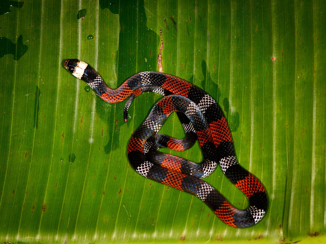 Erythrolamprus aesculapii - top view, La Isla Escondida, Colombia After coming down the bird watching tower in La Isla Escondida, which was a lot scarier than going up, we made way back to the lodge. Heavy rain started and likely this is why our guide Manuel ran into this snake crossing the path. Holes and creeks fill up with water during heavy rain, forcing some snakes to change position.<br />
<br />
Manuel captured the snake and it was taken to the nearby lodge for a few shots, and then released. At the time we were under the working assumption that this was a true coral snake, in hindsight it looks to be a false coral snake. Note that the name &quot;false coral snake&quot; is used for different species in this genus, that&#039;s why I&#039;m using the binomial name. <br />
<br />
Note that this snake is quite tiny, the shots are cropped and/or taken with a macro lens. Release shot is at the end of the series.<br />
<br />
<figure class="photo"><a href="https://www.jungledragon.com/image/70340/erythrolamprus_aesculapii_la_isla_escondida_colombia.html" title="Erythrolamprus aesculapii, La Isla Escondida, Colombia"><img src="https://s3.amazonaws.com/media.jungledragon.com/images/2/70340_thumb.jpg?AWSAccessKeyId=05GMT0V3GWVNE7GGM1R2&Expires=1759968010&Signature=8HIgvslF%2FjMlUmQArjZmVJ8qOdI%3D" width="200" height="118" alt="Erythrolamprus aesculapii, La Isla Escondida, Colombia After coming down the bird watching tower in La Isla Escondida, which was a lot scarier than going up, we made way back to the lodge. Heavy rain started and likely this is why our guide Manuel ran into this snake crossing the path. Holes and creeks fill up with water during heavy rain, forcing some snakes to change position.<br />
<br />
Manuel captured the snake and it was taken to the nearby lodge for a few shots, and then released. At the time we were under the working assumption that this was a true coral snake, in hindsight it looks to be a false coral snake. Note that the name &quot;false coral snake&quot; is used for different species in this genus, that&#039;s why I&#039;m using the binomial name. <br />
<br />
Note that this snake is quite tiny, the shots are cropped and/or taken with a macro lens. Release shot is at the end of the series.<br />
<br />
https://www.jungledragon.com/image/70341/erythrolamprus_aesculapii_-_top_view_la_isla_escondida_colombia.html<br />
https://www.jungledragon.com/image/70342/erythrolamprus_aesculapii_-_side_view_la_isla_escondida_colombia.html<br />
https://www.jungledragon.com/image/70343/erythrolamprus_aesculapii_-_frontal_view_la_isla_escondida_colombia.html<br />
https://www.jungledragon.com/image/70344/erythrolamprus_aesculapii_-_frontal_view_ii_la_isla_escondida_colombia.html<br />
https://www.jungledragon.com/image/70345/erythrolamprus_aesculapii_-_release_la_isla_escondida_colombia.html Colombia,Colombia 2018,Colombia South,Erythrolamprus aesculapii,La Isla Escondida,Putumayo,South America,World" /></a></figure><br />
<figure class="photo"><a href="https://www.jungledragon.com/image/70342/erythrolamprus_aesculapii_-_side_view_la_isla_escondida_colombia.html" title="Erythrolamprus aesculapii - side view, La Isla Escondida, Colombia"><img src="https://s3.amazonaws.com/media.jungledragon.com/images/2/70342_thumb.jpg?AWSAccessKeyId=05GMT0V3GWVNE7GGM1R2&Expires=1759968010&Signature=yYxkWHB5GTV82%2FH%2BnTkBXgFJeek%3D" width="200" height="134" alt="Erythrolamprus aesculapii - side view, La Isla Escondida, Colombia After coming down the bird watching tower in La Isla Escondida, which was a lot scarier than going up, we made way back to the lodge. Heavy rain started and likely this is why our guide Manuel ran into this snake crossing the path. Holes and creeks fill up with water during heavy rain, forcing some snakes to change position.<br />
<br />
Manuel captured the snake and it was taken to the nearby lodge for a few shots, and then released. At the time we were under the working assumption that this was a true coral snake, in hindsight it looks to be a false coral snake. Note that the name &quot;false coral snake&quot; is used for different species in this genus, that&#039;s why I&#039;m using the binomial name. <br />
<br />
Note that this snake is quite tiny, the shots are cropped and/or taken with a macro lens. Release shot is at the end of the series.<br />
<br />
https://www.jungledragon.com/image/70340/erythrolamprus_aesculapii_la_isla_escondida_colombia.html<br />
https://www.jungledragon.com/image/70341/erythrolamprus_aesculapii_-_top_view_la_isla_escondida_colombia.html<br />
https://www.jungledragon.com/image/70343/erythrolamprus_aesculapii_-_frontal_view_la_isla_escondida_colombia.html<br />
https://www.jungledragon.com/image/70344/erythrolamprus_aesculapii_-_frontal_view_ii_la_isla_escondida_colombia.html<br />
https://www.jungledragon.com/image/70345/erythrolamprus_aesculapii_-_release_la_isla_escondida_colombia.html Colombia,Colombia 2018,Colombia South,Erythrolamprus aesculapii,La Isla Escondida,Putumayo,South America,World" /></a></figure><br />
<figure class="photo"><a href="https://www.jungledragon.com/image/70343/erythrolamprus_aesculapii_-_frontal_view_la_isla_escondida_colombia.html" title="Erythrolamprus aesculapii - frontal view, La Isla Escondida, Colombia"><img src="https://s3.amazonaws.com/media.jungledragon.com/images/2/70343_thumb.jpg?AWSAccessKeyId=05GMT0V3GWVNE7GGM1R2&Expires=1759968010&Signature=XjbQSXkHEXPv7nIOwoUYb1P7Ozc%3D" width="200" height="156" alt="Erythrolamprus aesculapii - frontal view, La Isla Escondida, Colombia After coming down the bird watching tower in La Isla Escondida, which was a lot scarier than going up, we made way back to the lodge. Heavy rain started and likely this is why our guide Manuel ran into this snake crossing the path. Holes and creeks fill up with water during heavy rain, forcing some snakes to change position.<br />
<br />
Manuel captured the snake and it was taken to the nearby lodge for a few shots, and then released. At the time we were under the working assumption that this was a true coral snake, in hindsight it looks to be a false coral snake. Note that the name &quot;false coral snake&quot; is used for different species in this genus, that&#039;s why I&#039;m using the binomial name. <br />
<br />
Note that this snake is quite tiny, the shots are cropped and/or taken with a macro lens. Release shot is at the end of the series.<br />
<br />
https://www.jungledragon.com/image/70340/erythrolamprus_aesculapii_la_isla_escondida_colombia.html<br />
https://www.jungledragon.com/image/70341/erythrolamprus_aesculapii_-_top_view_la_isla_escondida_colombia.html<br />
https://www.jungledragon.com/image/70342/erythrolamprus_aesculapii_-_side_view_la_isla_escondida_colombia.html<br />
https://www.jungledragon.com/image/70344/erythrolamprus_aesculapii_-_frontal_view_ii_la_isla_escondida_colombia.html<br />
https://www.jungledragon.com/image/70345/erythrolamprus_aesculapii_-_release_la_isla_escondida_colombia.html Colombia,Colombia 2018,Colombia South,Erythrolamprus aesculapii,La Isla Escondida,Putumayo,South America,World" /></a></figure><br />
<figure class="photo"><a href="https://www.jungledragon.com/image/70344/erythrolamprus_aesculapii_-_frontal_view_ii_la_isla_escondida_colombia.html" title="Erythrolamprus aesculapii - frontal view II, La Isla Escondida, Colombia"><img src="https://s3.amazonaws.com/media.jungledragon.com/images/2/70344_thumb.jpg?AWSAccessKeyId=05GMT0V3GWVNE7GGM1R2&Expires=1759968010&Signature=Rwe00gvma6ApQF6gvPDCfoM%2B8sk%3D" width="142" height="152" alt="Erythrolamprus aesculapii - frontal view II, La Isla Escondida, Colombia After coming down the bird watching tower in La Isla Escondida, which was a lot scarier than going up, we made way back to the lodge. Heavy rain started and likely this is why our guide Manuel ran into this snake crossing the path. Holes and creeks fill up with water during heavy rain, forcing some snakes to change position.<br />
<br />
Manuel captured the snake and it was taken to the nearby lodge for a few shots, and then released. At the time we were under the working assumption that this was a true coral snake, in hindsight it looks to be a false coral snake. Note that the name &quot;false coral snake&quot; is used for different species in this genus, that&#039;s why I&#039;m using the binomial name. <br />
<br />
Note that this snake is quite tiny, the shots are cropped and/or taken with a macro lens. Release shot is at the end of the series.<br />
<br />
https://www.jungledragon.com/image/70340/erythrolamprus_aesculapii_la_isla_escondida_colombia.html<br />
https://www.jungledragon.com/image/70341/erythrolamprus_aesculapii_-_top_view_la_isla_escondida_colombia.html<br />
https://www.jungledragon.com/image/70342/erythrolamprus_aesculapii_-_side_view_la_isla_escondida_colombia.html<br />
https://www.jungledragon.com/image/70343/erythrolamprus_aesculapii_-_frontal_view_la_isla_escondida_colombia.html<br />
https://www.jungledragon.com/image/70345/erythrolamprus_aesculapii_-_release_la_isla_escondida_colombia.html Colombia,Colombia 2018,Colombia South,Erythrolamprus aesculapii,La Isla Escondida,Putumayo,South America,World" /></a></figure><br />
<figure class="photo"><a href="https://www.jungledragon.com/image/70345/erythrolamprus_aesculapii_-_release_la_isla_escondida_colombia.html" title="Erythrolamprus aesculapii - release, La Isla Escondida, Colombia"><img src="https://s3.amazonaws.com/media.jungledragon.com/images/2/70345_thumb.jpg?AWSAccessKeyId=05GMT0V3GWVNE7GGM1R2&Expires=1759968010&Signature=XEsN%2Fe%2BWJVTJSPuYXcVIM1HNhBE%3D" width="200" height="134" alt="Erythrolamprus aesculapii - release, La Isla Escondida, Colombia After coming down the bird watching tower in La Isla Escondida, which was a lot scarier than going up, we made way back to the lodge. Heavy rain started and likely this is why our guide Manuel ran into this snake crossing the path. Holes and creeks fill up with water during heavy rain, forcing some snakes to change position.<br />
<br />
Manuel captured the snake and it was taken to the nearby lodge for a few shots, and then released. At the time we were under the working assumption that this was a true coral snake, in hindsight it looks to be a false coral snake. Note that the name &quot;false coral snake&quot; is used for different species in this genus, that&#039;s why I&#039;m using the binomial name. <br />
<br />
Note that this snake is quite tiny, the shots are cropped and/or taken with a macro lens. Release shot is at the end of the series.<br />
<br />
https://www.jungledragon.com/image/70340/erythrolamprus_aesculapii_la_isla_escondida_colombia.html<br />
https://www.jungledragon.com/image/70341/erythrolamprus_aesculapii_-_top_view_la_isla_escondida_colombia.html<br />
https://www.jungledragon.com/image/70342/erythrolamprus_aesculapii_-_side_view_la_isla_escondida_colombia.html<br />
https://www.jungledragon.com/image/70343/erythrolamprus_aesculapii_-_frontal_view_la_isla_escondida_colombia.html<br />
https://www.jungledragon.com/image/70344/erythrolamprus_aesculapii_-_frontal_view_ii_la_isla_escondida_colombia.html Colombia,Colombia 2018,Colombia South,Erythrolamprus aesculapii,Fall,Geotagged,La Isla Escondida,Putumayo,South America,World" /></a></figure> Colombia,Colombia 2018,Colombia South,Erythrolamprus aesculapii,La Isla Escondida,Putumayo,South America,World