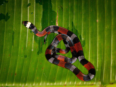 Erythrolamprus aesculapii - top view, La Isla Escondida, Colombia After coming down the bird watching tower in La Isla Escondida, which was a lot scarier than going up, we made way back to the lodge. Heavy rain started and likely this is why our guide Manuel ran into this snake crossing the path. Holes and creeks fill up with water during heavy rain, forcing some snakes to change position.

Manuel captured the snake and it was taken to the nearby lodge for a few shots, and then released. At the time we were under the working assumption that this was a true coral snake, in hindsight it looks to be a false coral snake. Note that the name "false coral snake" is used for different species in this genus, that's why I'm using the binomial name. 

Note that this snake is quite tiny, the shots are cropped and/or taken with a macro lens. Release shot is at the end of the series.

https://www.jungledragon.com/image/70340/erythrolamprus_aesculapii_la_isla_escondida_colombia.html
https://www.jungledragon.com/image/70342/erythrolamprus_aesculapii_-_side_view_la_isla_escondida_colombia.html
https://www.jungledragon.com/image/70343/erythrolamprus_aesculapii_-_frontal_view_la_isla_escondida_colombia.html
https://www.jungledragon.com/image/70344/erythrolamprus_aesculapii_-_frontal_view_ii_la_isla_escondida_colombia.html
https://www.jungledragon.com/image/70345/erythrolamprus_aesculapii_-_release_la_isla_escondida_colombia.html Colombia,Colombia 2018,Colombia South,Erythrolamprus aesculapii,La Isla Escondida,Putumayo,South America,World