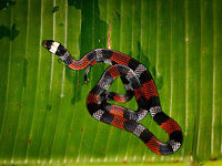 Erythrolamprus aesculapii - top view, La Isla Escondida, Colombia After coming down the bird watching tower in La Isla Escondida, which was a lot scarier than going up, we made way back to the lodge. Heavy rain started and likely this is why our guide Manuel ran into this snake crossing the path. Holes and creeks fill up with water during heavy rain, forcing some snakes to change position.<br />
<br />
Manuel captured the snake and it was taken to the nearby lodge for a few shots, and then released. At the time we were under the working assumption that this was a true coral snake, in hindsight it looks to be a false coral snake. Note that the name "false coral snake" is used for different species in this genus, that's why I'm using the binomial name. <br />
<br />
Note that this snake is quite tiny, the shots are cropped and/or taken with a macro lens. Release shot is at the end of the series.<br />
<br />
https://www.jungledragon.com/image/70340/erythrolamprus_aesculapii_la_isla_escondida_colombia.html<br />
https://www.jungledragon.com/image/70342/erythrolamprus_aesculapii_-_side_view_la_isla_escondida_colombia.html<br />
https://www.jungledragon.com/image/70343/erythrolamprus_aesculapii_-_frontal_view_la_isla_escondida_colombia.html<br />
https://www.jungledragon.com/image/70344/erythrolamprus_aesculapii_-_frontal_view_ii_la_isla_escondida_colombia.html<br />
https://www.jungledragon.com/image/70345/erythrolamprus_aesculapii_-_release_la_isla_escondida_colombia.html Colombia,Colombia 2018,Colombia South,Erythrolamprus aesculapii,La Isla Escondida,Putumayo,South America,World