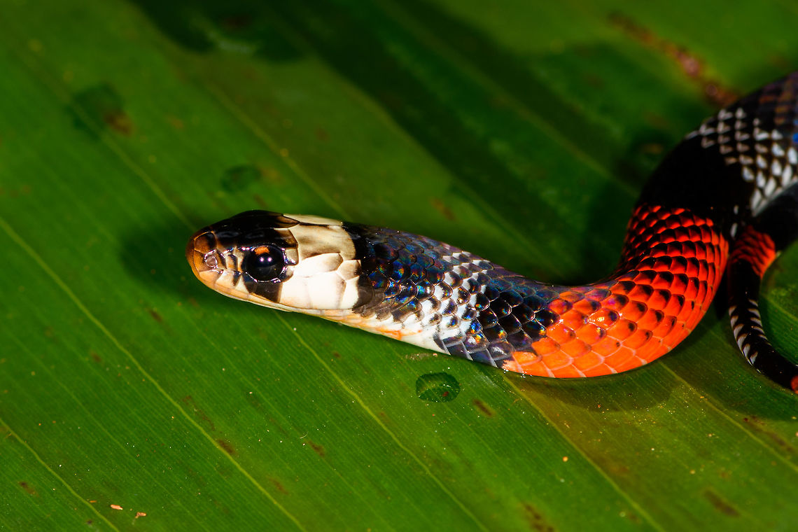 Erythrolamprus aesculapii - side view, La Isla Escondida, Colombia After coming down the bird watching tower in La Isla Escondida, which was a lot scarier than going up, we made way back to the lodge. Heavy rain started and likely this is why our guide Manuel ran into this snake crossing the path. Holes and creeks fill up with water during heavy rain, forcing some snakes to change position.<br />
<br />
Manuel captured the snake and it was taken to the nearby lodge for a few shots, and then released. At the time we were under the working assumption that this was a true coral snake, in hindsight it looks to be a false coral snake. Note that the name "false coral snake" is used for different species in this genus, that's why I'm using the binomial name. <br />
<br />
Note that this snake is quite tiny, the shots are cropped and/or taken with a macro lens. Release shot is at the end of the series.<br />
<br />
<figure class="photo"><a href="https://www.jungledragon.com/image/70340/erythrolamprus_aesculapii_la_isla_escondida_colombia.html" title="Erythrolamprus aesculapii, La Isla Escondida, Colombia"><img src="https://s3.amazonaws.com/media.jungledragon.com/images/2/70340_thumb.jpg?AWSAccessKeyId=05GMT0V3GWVNE7GGM1R2&Expires=1770854410&Signature=HijFB2JbHz50XRtplzOw0mtsHBw%3D" width="200" height="118" alt="Erythrolamprus aesculapii, La Isla Escondida, Colombia After coming down the bird watching tower in La Isla Escondida, which was a lot scarier than going up, we made way back to the lodge. Heavy rain started and likely this is why our guide Manuel ran into this snake crossing the path. Holes and creeks fill up with water during heavy rain, forcing some snakes to change position.<br />
<br />
Manuel captured the snake and it was taken to the nearby lodge for a few shots, and then released. At the time we were under the working assumption that this was a true coral snake, in hindsight it looks to be a false coral snake. Note that the name "false coral snake" is used for different species in this genus, that's why I'm using the binomial name. <br />
<br />
Note that this snake is quite tiny, the shots are cropped and/or taken with a macro lens. Release shot is at the end of the series.<br />
<br />
https://www.jungledragon.com/image/70341/erythrolamprus_aesculapii_-_top_view_la_isla_escondida_colombia.html<br />
https://www.jungledragon.com/image/70342/erythrolamprus_aesculapii_-_side_view_la_isla_escondida_colombia.html<br />
https://www.jungledragon.com/image/70343/erythrolamprus_aesculapii_-_frontal_view_la_isla_escondida_colombia.html<br />
https://www.jungledragon.com/image/70344/erythrolamprus_aesculapii_-_frontal_view_ii_la_isla_escondida_colombia.html<br />
https://www.jungledragon.com/image/70345/erythrolamprus_aesculapii_-_release_la_isla_escondida_colombia.html Colombia,Colombia 2018,Colombia South,Erythrolamprus aesculapii,La Isla Escondida,Putumayo,South America,World" /></a></figure><br />
<figure class="photo"><a href="https://www.jungledragon.com/image/70341/erythrolamprus_aesculapii_-_top_view_la_isla_escondida_colombia.html" title="Erythrolamprus aesculapii - top view, La Isla Escondida, Colombia"><img src="https://s3.amazonaws.com/media.jungledragon.com/images/2/70341_thumb.jpg?AWSAccessKeyId=05GMT0V3GWVNE7GGM1R2&Expires=1770854410&Signature=wYwDX5BJXOm4MsXE3PWNGY4BEyY%3D" width="200" height="150" alt="Erythrolamprus aesculapii - top view, La Isla Escondida, Colombia After coming down the bird watching tower in La Isla Escondida, which was a lot scarier than going up, we made way back to the lodge. Heavy rain started and likely this is why our guide Manuel ran into this snake crossing the path. Holes and creeks fill up with water during heavy rain, forcing some snakes to change position.<br />
<br />
Manuel captured the snake and it was taken to the nearby lodge for a few shots, and then released. At the time we were under the working assumption that this was a true coral snake, in hindsight it looks to be a false coral snake. Note that the name "false coral snake" is used for different species in this genus, that's why I'm using the binomial name. <br />
<br />
Note that this snake is quite tiny, the shots are cropped and/or taken with a macro lens. Release shot is at the end of the series.<br />
<br />
https://www.jungledragon.com/image/70340/erythrolamprus_aesculapii_la_isla_escondida_colombia.html<br />
https://www.jungledragon.com/image/70342/erythrolamprus_aesculapii_-_side_view_la_isla_escondida_colombia.html<br />
https://www.jungledragon.com/image/70343/erythrolamprus_aesculapii_-_frontal_view_la_isla_escondida_colombia.html<br />
https://www.jungledragon.com/image/70344/erythrolamprus_aesculapii_-_frontal_view_ii_la_isla_escondida_colombia.html<br />
https://www.jungledragon.com/image/70345/erythrolamprus_aesculapii_-_release_la_isla_escondida_colombia.html Colombia,Colombia 2018,Colombia South,Erythrolamprus aesculapii,La Isla Escondida,Putumayo,South America,World" /></a></figure><br />
<figure class="photo"><a href="https://www.jungledragon.com/image/70343/erythrolamprus_aesculapii_-_frontal_view_la_isla_escondida_colombia.html" title="Erythrolamprus aesculapii - frontal view, La Isla Escondida, Colombia"><img src="https://s3.amazonaws.com/media.jungledragon.com/images/2/70343_thumb.jpg?AWSAccessKeyId=05GMT0V3GWVNE7GGM1R2&Expires=1770854410&Signature=tkhDcU0p9JvFkN1mL4DhFkaury0%3D" width="200" height="156" alt="Erythrolamprus aesculapii - frontal view, La Isla Escondida, Colombia After coming down the bird watching tower in La Isla Escondida, which was a lot scarier than going up, we made way back to the lodge. Heavy rain started and likely this is why our guide Manuel ran into this snake crossing the path. Holes and creeks fill up with water during heavy rain, forcing some snakes to change position.<br />
<br />
Manuel captured the snake and it was taken to the nearby lodge for a few shots, and then released. At the time we were under the working assumption that this was a true coral snake, in hindsight it looks to be a false coral snake. Note that the name "false coral snake" is used for different species in this genus, that's why I'm using the binomial name. <br />
<br />
Note that this snake is quite tiny, the shots are cropped and/or taken with a macro lens. Release shot is at the end of the series.<br />
<br />
https://www.jungledragon.com/image/70340/erythrolamprus_aesculapii_la_isla_escondida_colombia.html<br />
https://www.jungledragon.com/image/70341/erythrolamprus_aesculapii_-_top_view_la_isla_escondida_colombia.html<br />
https://www.jungledragon.com/image/70342/erythrolamprus_aesculapii_-_side_view_la_isla_escondida_colombia.html<br />
https://www.jungledragon.com/image/70344/erythrolamprus_aesculapii_-_frontal_view_ii_la_isla_escondida_colombia.html<br />
https://www.jungledragon.com/image/70345/erythrolamprus_aesculapii_-_release_la_isla_escondida_colombia.html Colombia,Colombia 2018,Colombia South,Erythrolamprus aesculapii,La Isla Escondida,Putumayo,South America,World" /></a></figure><br />
<figure class="photo"><a href="https://www.jungledragon.com/image/70344/erythrolamprus_aesculapii_-_frontal_view_ii_la_isla_escondida_colombia.html" title="Erythrolamprus aesculapii - frontal view II, La Isla Escondida, Colombia"><img src="https://s3.amazonaws.com/media.jungledragon.com/images/2/70344_thumb.jpg?AWSAccessKeyId=05GMT0V3GWVNE7GGM1R2&Expires=1770854410&Signature=V6tzM1IFpUErgMQUKzE2sDEMJjc%3D" width="142" height="152" alt="Erythrolamprus aesculapii - frontal view II, La Isla Escondida, Colombia After coming down the bird watching tower in La Isla Escondida, which was a lot scarier than going up, we made way back to the lodge. Heavy rain started and likely this is why our guide Manuel ran into this snake crossing the path. Holes and creeks fill up with water during heavy rain, forcing some snakes to change position.<br />
<br />
Manuel captured the snake and it was taken to the nearby lodge for a few shots, and then released. At the time we were under the working assumption that this was a true coral snake, in hindsight it looks to be a false coral snake. Note that the name "false coral snake" is used for different species in this genus, that's why I'm using the binomial name. <br />
<br />
Note that this snake is quite tiny, the shots are cropped and/or taken with a macro lens. Release shot is at the end of the series.<br />
<br />
https://www.jungledragon.com/image/70340/erythrolamprus_aesculapii_la_isla_escondida_colombia.html<br />
https://www.jungledragon.com/image/70341/erythrolamprus_aesculapii_-_top_view_la_isla_escondida_colombia.html<br />
https://www.jungledragon.com/image/70342/erythrolamprus_aesculapii_-_side_view_la_isla_escondida_colombia.html<br />
https://www.jungledragon.com/image/70343/erythrolamprus_aesculapii_-_frontal_view_la_isla_escondida_colombia.html<br />
https://www.jungledragon.com/image/70345/erythrolamprus_aesculapii_-_release_la_isla_escondida_colombia.html Colombia,Colombia 2018,Colombia South,Erythrolamprus aesculapii,La Isla Escondida,Putumayo,South America,World" /></a></figure><br />
<figure class="photo"><a href="https://www.jungledragon.com/image/70345/erythrolamprus_aesculapii_-_release_la_isla_escondida_colombia.html" title="Erythrolamprus aesculapii - release, La Isla Escondida, Colombia"><img src="https://s3.amazonaws.com/media.jungledragon.com/images/2/70345_thumb.jpg?AWSAccessKeyId=05GMT0V3GWVNE7GGM1R2&Expires=1770854410&Signature=G7GS9mG2lrOTvOz2X1EkdAzvD7M%3D" width="200" height="134" alt="Erythrolamprus aesculapii - release, La Isla Escondida, Colombia After coming down the bird watching tower in La Isla Escondida, which was a lot scarier than going up, we made way back to the lodge. Heavy rain started and likely this is why our guide Manuel ran into this snake crossing the path. Holes and creeks fill up with water during heavy rain, forcing some snakes to change position.<br />
<br />
Manuel captured the snake and it was taken to the nearby lodge for a few shots, and then released. At the time we were under the working assumption that this was a true coral snake, in hindsight it looks to be a false coral snake. Note that the name "false coral snake" is used for different species in this genus, that's why I'm using the binomial name. <br />
<br />
Note that this snake is quite tiny, the shots are cropped and/or taken with a macro lens. Release shot is at the end of the series.<br />
<br />
https://www.jungledragon.com/image/70340/erythrolamprus_aesculapii_la_isla_escondida_colombia.html<br />
https://www.jungledragon.com/image/70341/erythrolamprus_aesculapii_-_top_view_la_isla_escondida_colombia.html<br />
https://www.jungledragon.com/image/70342/erythrolamprus_aesculapii_-_side_view_la_isla_escondida_colombia.html<br />
https://www.jungledragon.com/image/70343/erythrolamprus_aesculapii_-_frontal_view_la_isla_escondida_colombia.html<br />
https://www.jungledragon.com/image/70344/erythrolamprus_aesculapii_-_frontal_view_ii_la_isla_escondida_colombia.html Colombia,Colombia 2018,Colombia South,Erythrolamprus aesculapii,Fall,Geotagged,La Isla Escondida,Putumayo,South America,World" /></a></figure> Colombia,Colombia 2018,Colombia South,Erythrolamprus aesculapii,La Isla Escondida,Putumayo,South America,World