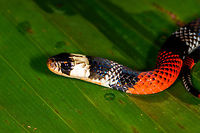 Erythrolamprus aesculapii - side view, La Isla Escondida, Colombia After coming down the bird watching tower in La Isla Escondida, which was a lot scarier than going up, we made way back to the lodge. Heavy rain started and likely this is why our guide Manuel ran into this snake crossing the path. Holes and creeks fill up with water during heavy rain, forcing some snakes to change position.<br />
<br />
Manuel captured the snake and it was taken to the nearby lodge for a few shots, and then released. At the time we were under the working assumption that this was a true coral snake, in hindsight it looks to be a false coral snake. Note that the name "false coral snake" is used for different species in this genus, that's why I'm using the binomial name. <br />
<br />
Note that this snake is quite tiny, the shots are cropped and/or taken with a macro lens. Release shot is at the end of the series.<br />
<br />
https://www.jungledragon.com/image/70340/erythrolamprus_aesculapii_la_isla_escondida_colombia.html<br />
https://www.jungledragon.com/image/70341/erythrolamprus_aesculapii_-_top_view_la_isla_escondida_colombia.html<br />
https://www.jungledragon.com/image/70343/erythrolamprus_aesculapii_-_frontal_view_la_isla_escondida_colombia.html<br />
https://www.jungledragon.com/image/70344/erythrolamprus_aesculapii_-_frontal_view_ii_la_isla_escondida_colombia.html<br />
https://www.jungledragon.com/image/70345/erythrolamprus_aesculapii_-_release_la_isla_escondida_colombia.html Colombia,Colombia 2018,Colombia South,Erythrolamprus aesculapii,La Isla Escondida,Putumayo,South America,World