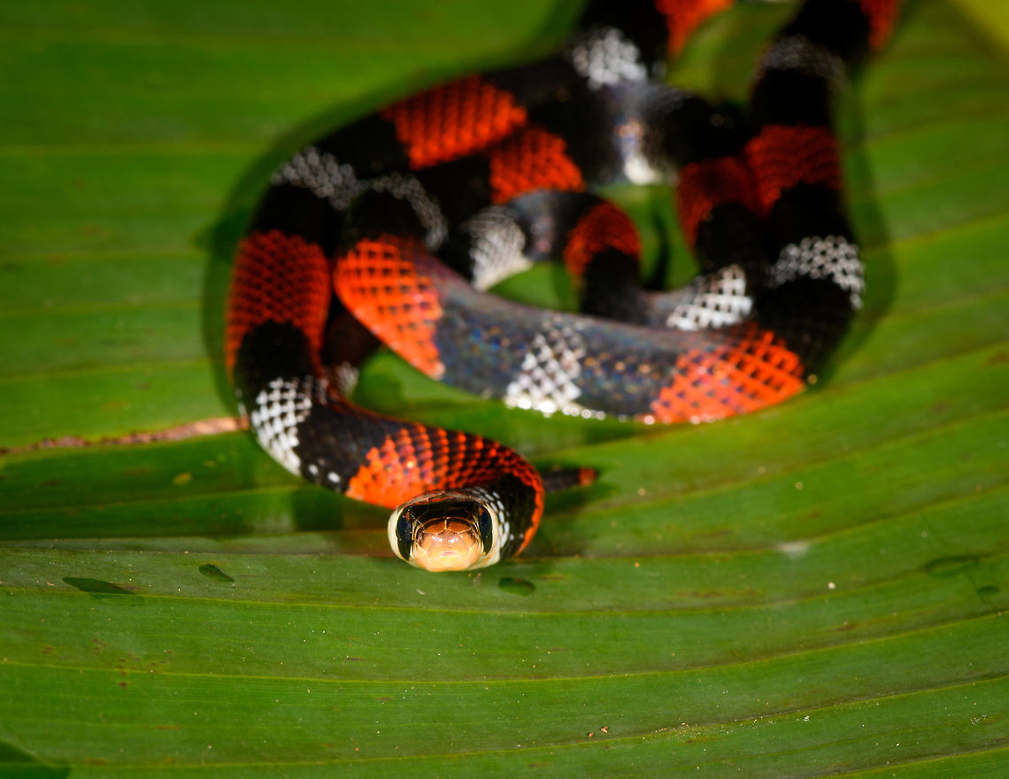 Erythrolamprus aesculapii - frontal view, La Isla Escondida, Colombia After coming down the bird watching tower in La Isla Escondida, which was a lot scarier than going up, we made way back to the lodge. Heavy rain started and likely this is why our guide Manuel ran into this snake crossing the path. Holes and creeks fill up with water during heavy rain, forcing some snakes to change position.<br />
<br />
Manuel captured the snake and it was taken to the nearby lodge for a few shots, and then released. At the time we were under the working assumption that this was a true coral snake, in hindsight it looks to be a false coral snake. Note that the name &quot;false coral snake&quot; is used for different species in this genus, that&#039;s why I&#039;m using the binomial name. <br />
<br />
Note that this snake is quite tiny, the shots are cropped and/or taken with a macro lens. Release shot is at the end of the series.<br />
<br />
<figure class="photo"><a href="https://www.jungledragon.com/image/70340/erythrolamprus_aesculapii_la_isla_escondida_colombia.html" title="Erythrolamprus aesculapii, La Isla Escondida, Colombia"><img src="https://s3.amazonaws.com/media.jungledragon.com/images/2/70340_thumb.jpg?AWSAccessKeyId=05GMT0V3GWVNE7GGM1R2&Expires=1759968010&Signature=8HIgvslF%2FjMlUmQArjZmVJ8qOdI%3D" width="200" height="118" alt="Erythrolamprus aesculapii, La Isla Escondida, Colombia After coming down the bird watching tower in La Isla Escondida, which was a lot scarier than going up, we made way back to the lodge. Heavy rain started and likely this is why our guide Manuel ran into this snake crossing the path. Holes and creeks fill up with water during heavy rain, forcing some snakes to change position.<br />
<br />
Manuel captured the snake and it was taken to the nearby lodge for a few shots, and then released. At the time we were under the working assumption that this was a true coral snake, in hindsight it looks to be a false coral snake. Note that the name &quot;false coral snake&quot; is used for different species in this genus, that&#039;s why I&#039;m using the binomial name. <br />
<br />
Note that this snake is quite tiny, the shots are cropped and/or taken with a macro lens. Release shot is at the end of the series.<br />
<br />
https://www.jungledragon.com/image/70341/erythrolamprus_aesculapii_-_top_view_la_isla_escondida_colombia.html<br />
https://www.jungledragon.com/image/70342/erythrolamprus_aesculapii_-_side_view_la_isla_escondida_colombia.html<br />
https://www.jungledragon.com/image/70343/erythrolamprus_aesculapii_-_frontal_view_la_isla_escondida_colombia.html<br />
https://www.jungledragon.com/image/70344/erythrolamprus_aesculapii_-_frontal_view_ii_la_isla_escondida_colombia.html<br />
https://www.jungledragon.com/image/70345/erythrolamprus_aesculapii_-_release_la_isla_escondida_colombia.html Colombia,Colombia 2018,Colombia South,Erythrolamprus aesculapii,La Isla Escondida,Putumayo,South America,World" /></a></figure><br />
<figure class="photo"><a href="https://www.jungledragon.com/image/70341/erythrolamprus_aesculapii_-_top_view_la_isla_escondida_colombia.html" title="Erythrolamprus aesculapii - top view, La Isla Escondida, Colombia"><img src="https://s3.amazonaws.com/media.jungledragon.com/images/2/70341_thumb.jpg?AWSAccessKeyId=05GMT0V3GWVNE7GGM1R2&Expires=1759968010&Signature=KKdlIEly7KzTPKXbMROhyOMYYd8%3D" width="200" height="150" alt="Erythrolamprus aesculapii - top view, La Isla Escondida, Colombia After coming down the bird watching tower in La Isla Escondida, which was a lot scarier than going up, we made way back to the lodge. Heavy rain started and likely this is why our guide Manuel ran into this snake crossing the path. Holes and creeks fill up with water during heavy rain, forcing some snakes to change position.<br />
<br />
Manuel captured the snake and it was taken to the nearby lodge for a few shots, and then released. At the time we were under the working assumption that this was a true coral snake, in hindsight it looks to be a false coral snake. Note that the name &quot;false coral snake&quot; is used for different species in this genus, that&#039;s why I&#039;m using the binomial name. <br />
<br />
Note that this snake is quite tiny, the shots are cropped and/or taken with a macro lens. Release shot is at the end of the series.<br />
<br />
https://www.jungledragon.com/image/70340/erythrolamprus_aesculapii_la_isla_escondida_colombia.html<br />
https://www.jungledragon.com/image/70342/erythrolamprus_aesculapii_-_side_view_la_isla_escondida_colombia.html<br />
https://www.jungledragon.com/image/70343/erythrolamprus_aesculapii_-_frontal_view_la_isla_escondida_colombia.html<br />
https://www.jungledragon.com/image/70344/erythrolamprus_aesculapii_-_frontal_view_ii_la_isla_escondida_colombia.html<br />
https://www.jungledragon.com/image/70345/erythrolamprus_aesculapii_-_release_la_isla_escondida_colombia.html Colombia,Colombia 2018,Colombia South,Erythrolamprus aesculapii,La Isla Escondida,Putumayo,South America,World" /></a></figure><br />
<figure class="photo"><a href="https://www.jungledragon.com/image/70342/erythrolamprus_aesculapii_-_side_view_la_isla_escondida_colombia.html" title="Erythrolamprus aesculapii - side view, La Isla Escondida, Colombia"><img src="https://s3.amazonaws.com/media.jungledragon.com/images/2/70342_thumb.jpg?AWSAccessKeyId=05GMT0V3GWVNE7GGM1R2&Expires=1759968010&Signature=yYxkWHB5GTV82%2FH%2BnTkBXgFJeek%3D" width="200" height="134" alt="Erythrolamprus aesculapii - side view, La Isla Escondida, Colombia After coming down the bird watching tower in La Isla Escondida, which was a lot scarier than going up, we made way back to the lodge. Heavy rain started and likely this is why our guide Manuel ran into this snake crossing the path. Holes and creeks fill up with water during heavy rain, forcing some snakes to change position.<br />
<br />
Manuel captured the snake and it was taken to the nearby lodge for a few shots, and then released. At the time we were under the working assumption that this was a true coral snake, in hindsight it looks to be a false coral snake. Note that the name &quot;false coral snake&quot; is used for different species in this genus, that&#039;s why I&#039;m using the binomial name. <br />
<br />
Note that this snake is quite tiny, the shots are cropped and/or taken with a macro lens. Release shot is at the end of the series.<br />
<br />
https://www.jungledragon.com/image/70340/erythrolamprus_aesculapii_la_isla_escondida_colombia.html<br />
https://www.jungledragon.com/image/70341/erythrolamprus_aesculapii_-_top_view_la_isla_escondida_colombia.html<br />
https://www.jungledragon.com/image/70343/erythrolamprus_aesculapii_-_frontal_view_la_isla_escondida_colombia.html<br />
https://www.jungledragon.com/image/70344/erythrolamprus_aesculapii_-_frontal_view_ii_la_isla_escondida_colombia.html<br />
https://www.jungledragon.com/image/70345/erythrolamprus_aesculapii_-_release_la_isla_escondida_colombia.html Colombia,Colombia 2018,Colombia South,Erythrolamprus aesculapii,La Isla Escondida,Putumayo,South America,World" /></a></figure><br />
<figure class="photo"><a href="https://www.jungledragon.com/image/70344/erythrolamprus_aesculapii_-_frontal_view_ii_la_isla_escondida_colombia.html" title="Erythrolamprus aesculapii - frontal view II, La Isla Escondida, Colombia"><img src="https://s3.amazonaws.com/media.jungledragon.com/images/2/70344_thumb.jpg?AWSAccessKeyId=05GMT0V3GWVNE7GGM1R2&Expires=1759968010&Signature=Rwe00gvma6ApQF6gvPDCfoM%2B8sk%3D" width="142" height="152" alt="Erythrolamprus aesculapii - frontal view II, La Isla Escondida, Colombia After coming down the bird watching tower in La Isla Escondida, which was a lot scarier than going up, we made way back to the lodge. Heavy rain started and likely this is why our guide Manuel ran into this snake crossing the path. Holes and creeks fill up with water during heavy rain, forcing some snakes to change position.<br />
<br />
Manuel captured the snake and it was taken to the nearby lodge for a few shots, and then released. At the time we were under the working assumption that this was a true coral snake, in hindsight it looks to be a false coral snake. Note that the name &quot;false coral snake&quot; is used for different species in this genus, that&#039;s why I&#039;m using the binomial name. <br />
<br />
Note that this snake is quite tiny, the shots are cropped and/or taken with a macro lens. Release shot is at the end of the series.<br />
<br />
https://www.jungledragon.com/image/70340/erythrolamprus_aesculapii_la_isla_escondida_colombia.html<br />
https://www.jungledragon.com/image/70341/erythrolamprus_aesculapii_-_top_view_la_isla_escondida_colombia.html<br />
https://www.jungledragon.com/image/70342/erythrolamprus_aesculapii_-_side_view_la_isla_escondida_colombia.html<br />
https://www.jungledragon.com/image/70343/erythrolamprus_aesculapii_-_frontal_view_la_isla_escondida_colombia.html<br />
https://www.jungledragon.com/image/70345/erythrolamprus_aesculapii_-_release_la_isla_escondida_colombia.html Colombia,Colombia 2018,Colombia South,Erythrolamprus aesculapii,La Isla Escondida,Putumayo,South America,World" /></a></figure><br />
<figure class="photo"><a href="https://www.jungledragon.com/image/70345/erythrolamprus_aesculapii_-_release_la_isla_escondida_colombia.html" title="Erythrolamprus aesculapii - release, La Isla Escondida, Colombia"><img src="https://s3.amazonaws.com/media.jungledragon.com/images/2/70345_thumb.jpg?AWSAccessKeyId=05GMT0V3GWVNE7GGM1R2&Expires=1759968010&Signature=XEsN%2Fe%2BWJVTJSPuYXcVIM1HNhBE%3D" width="200" height="134" alt="Erythrolamprus aesculapii - release, La Isla Escondida, Colombia After coming down the bird watching tower in La Isla Escondida, which was a lot scarier than going up, we made way back to the lodge. Heavy rain started and likely this is why our guide Manuel ran into this snake crossing the path. Holes and creeks fill up with water during heavy rain, forcing some snakes to change position.<br />
<br />
Manuel captured the snake and it was taken to the nearby lodge for a few shots, and then released. At the time we were under the working assumption that this was a true coral snake, in hindsight it looks to be a false coral snake. Note that the name &quot;false coral snake&quot; is used for different species in this genus, that&#039;s why I&#039;m using the binomial name. <br />
<br />
Note that this snake is quite tiny, the shots are cropped and/or taken with a macro lens. Release shot is at the end of the series.<br />
<br />
https://www.jungledragon.com/image/70340/erythrolamprus_aesculapii_la_isla_escondida_colombia.html<br />
https://www.jungledragon.com/image/70341/erythrolamprus_aesculapii_-_top_view_la_isla_escondida_colombia.html<br />
https://www.jungledragon.com/image/70342/erythrolamprus_aesculapii_-_side_view_la_isla_escondida_colombia.html<br />
https://www.jungledragon.com/image/70343/erythrolamprus_aesculapii_-_frontal_view_la_isla_escondida_colombia.html<br />
https://www.jungledragon.com/image/70344/erythrolamprus_aesculapii_-_frontal_view_ii_la_isla_escondida_colombia.html Colombia,Colombia 2018,Colombia South,Erythrolamprus aesculapii,Fall,Geotagged,La Isla Escondida,Putumayo,South America,World" /></a></figure> Colombia,Colombia 2018,Colombia South,Erythrolamprus aesculapii,La Isla Escondida,Putumayo,South America,World