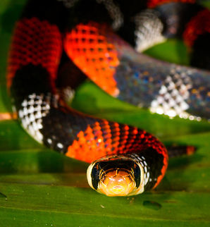 Erythrolamprus aesculapii - frontal view II, La Isla Escondida, Colombia After coming down the bird watching tower in La Isla Escondida, which was a lot scarier than going up, we made way back to the lodge. Heavy rain started and likely this is why our guide Manuel ran into this snake crossing the path. Holes and creeks fill up with water during heavy rain, forcing some snakes to change position.

Manuel captured the snake and it was taken to the nearby lodge for a few shots, and then released. At the time we were under the working assumption that this was a true coral snake, in hindsight it looks to be a false coral snake. Note that the name "false coral snake" is used for different species in this genus, that's why I'm using the binomial name. 

Note that this snake is quite tiny, the shots are cropped and/or taken with a macro lens. Release shot is at the end of the series.

https://www.jungledragon.com/image/70340/erythrolamprus_aesculapii_la_isla_escondida_colombia.html
https://www.jungledragon.com/image/70341/erythrolamprus_aesculapii_-_top_view_la_isla_escondida_colombia.html
https://www.jungledragon.com/image/70342/erythrolamprus_aesculapii_-_side_view_la_isla_escondida_colombia.html
https://www.jungledragon.com/image/70343/erythrolamprus_aesculapii_-_frontal_view_la_isla_escondida_colombia.html
https://www.jungledragon.com/image/70345/erythrolamprus_aesculapii_-_release_la_isla_escondida_colombia.html Colombia,Colombia 2018,Colombia South,Erythrolamprus aesculapii,La Isla Escondida,Putumayo,South America,World