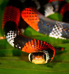 Erythrolamprus aesculapii - frontal view II, La Isla Escondida, Colombia After coming down the bird watching tower in La Isla Escondida, which was a lot scarier than going up, we made way back to the lodge. Heavy rain started and likely this is why our guide Manuel ran into this snake crossing the path. Holes and creeks fill up with water during heavy rain, forcing some snakes to change position.<br />
<br />
Manuel captured the snake and it was taken to the nearby lodge for a few shots, and then released. At the time we were under the working assumption that this was a true coral snake, in hindsight it looks to be a false coral snake. Note that the name "false coral snake" is used for different species in this genus, that's why I'm using the binomial name. <br />
<br />
Note that this snake is quite tiny, the shots are cropped and/or taken with a macro lens. Release shot is at the end of the series.<br />
<br />
https://www.jungledragon.com/image/70340/erythrolamprus_aesculapii_la_isla_escondida_colombia.html<br />
https://www.jungledragon.com/image/70341/erythrolamprus_aesculapii_-_top_view_la_isla_escondida_colombia.html<br />
https://www.jungledragon.com/image/70342/erythrolamprus_aesculapii_-_side_view_la_isla_escondida_colombia.html<br />
https://www.jungledragon.com/image/70343/erythrolamprus_aesculapii_-_frontal_view_la_isla_escondida_colombia.html<br />
https://www.jungledragon.com/image/70345/erythrolamprus_aesculapii_-_release_la_isla_escondida_colombia.html Colombia,Colombia 2018,Colombia South,Erythrolamprus aesculapii,La Isla Escondida,Putumayo,South America,World