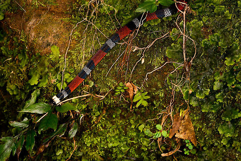 Erythrolamprus aesculapii - release, La Isla Escondida, Colombia After coming down the bird watching tower in La Isla Escondida, which was a lot scarier than going up, we made way back to the lodge. Heavy rain started and likely this is why our guide Manuel ran into this snake crossing the path. Holes and creeks fill up with water during heavy rain, forcing some snakes to change position.

Manuel captured the snake and it was taken to the nearby lodge for a few shots, and then released. At the time we were under the working assumption that this was a true coral snake, in hindsight it looks to be a false coral snake. Note that the name "false coral snake" is used for different species in this genus, that's why I'm using the binomial name. 

Note that this snake is quite tiny, the shots are cropped and/or taken with a macro lens. Release shot is at the end of the series.

https://www.jungledragon.com/image/70340/erythrolamprus_aesculapii_la_isla_escondida_colombia.html
https://www.jungledragon.com/image/70341/erythrolamprus_aesculapii_-_top_view_la_isla_escondida_colombia.html
https://www.jungledragon.com/image/70342/erythrolamprus_aesculapii_-_side_view_la_isla_escondida_colombia.html
https://www.jungledragon.com/image/70343/erythrolamprus_aesculapii_-_frontal_view_la_isla_escondida_colombia.html
https://www.jungledragon.com/image/70344/erythrolamprus_aesculapii_-_frontal_view_ii_la_isla_escondida_colombia.html Colombia,Colombia 2018,Colombia South,Erythrolamprus aesculapii,Fall,Geotagged,La Isla Escondida,Putumayo,South America,World