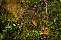 Erythrolamprus aesculapii - release, La Isla Escondida, Colombia After coming down the bird watching tower in La Isla Escondida, which was a lot scarier than going up, we made way back to the lodge. Heavy rain started and likely this is why our guide Manuel ran into this snake crossing the path. Holes and creeks fill up with water during heavy rain, forcing some snakes to change position.<br />
<br />
Manuel captured the snake and it was taken to the nearby lodge for a few shots, and then released. At the time we were under the working assumption that this was a true coral snake, in hindsight it looks to be a false coral snake. Note that the name "false coral snake" is used for different species in this genus, that's why I'm using the binomial name. <br />
<br />
Note that this snake is quite tiny, the shots are cropped and/or taken with a macro lens. Release shot is at the end of the series.<br />
<br />
https://www.jungledragon.com/image/70340/erythrolamprus_aesculapii_la_isla_escondida_colombia.html<br />
https://www.jungledragon.com/image/70341/erythrolamprus_aesculapii_-_top_view_la_isla_escondida_colombia.html<br />
https://www.jungledragon.com/image/70342/erythrolamprus_aesculapii_-_side_view_la_isla_escondida_colombia.html<br />
https://www.jungledragon.com/image/70343/erythrolamprus_aesculapii_-_frontal_view_la_isla_escondida_colombia.html<br />
https://www.jungledragon.com/image/70344/erythrolamprus_aesculapii_-_frontal_view_ii_la_isla_escondida_colombia.html Colombia,Colombia 2018,Colombia South,Erythrolamprus aesculapii,Fall,Geotagged,La Isla Escondida,Putumayo,South America,World