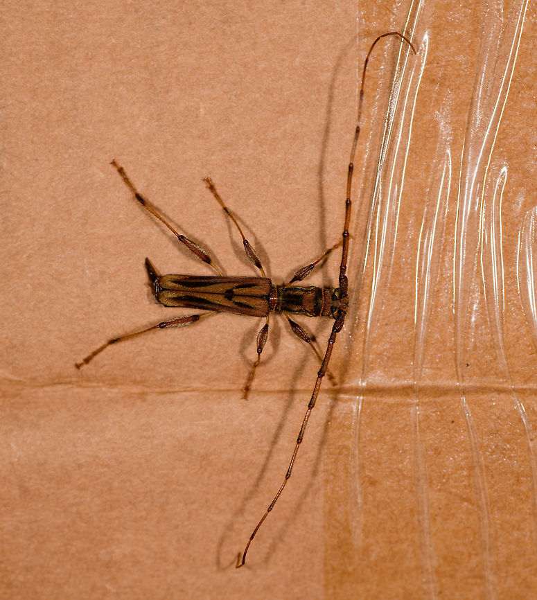 Looooooonghorn beetle, La Isla Escondida, Colombia Found on a piece of cardboard packaging at the La Isla Escondida lodge.<br />
<figure class="photo"><a href="https://www.jungledragon.com/image/70347/looooooonghorn_beetle_-_front_view_la_isla_escondida_colombia.html" title="Looooooonghorn beetle - front view, La Isla Escondida, Colombia"><img src="https://s3.amazonaws.com/media.jungledragon.com/images/2/70347_thumb.jpg?AWSAccessKeyId=05GMT0V3GWVNE7GGM1R2&Expires=1770854410&Signature=q3La8BCcbq%2F5tJ68yQQzsFmGir0%3D" width="200" height="78" alt="Looooooonghorn beetle - front view, La Isla Escondida, Colombia Found on a piece of cardboard packaging at the La Isla Escondida lodge.<br />
https://www.jungledragon.com/image/70346/looooooonghorn_beetle_la_isla_escondida_colombia.html Colombia,Colombia 2018,Colombia South,La Isla Escondida,Putumayo,South America,World" /></a></figure> Colombia,Colombia 2018,Colombia South,La Isla Escondida,Putumayo,South America,World