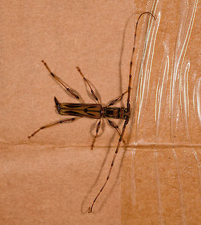 Looooooonghorn beetle, La Isla Escondida, Colombia Found on a piece of cardboard packaging at the La Isla Escondida lodge.
https://www.jungledragon.com/image/70347/looooooonghorn_beetle_-_front_view_la_isla_escondida_colombia.html Colombia,Colombia 2018,Colombia South,La Isla Escondida,Putumayo,South America,World