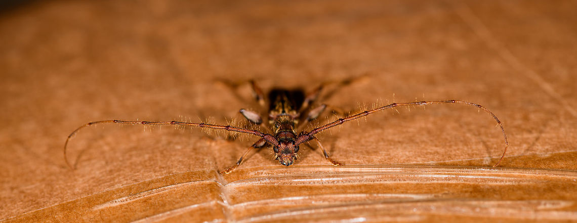 Looooooonghorn beetle - front view, La Isla Escondida, Colombia Found on a piece of cardboard packaging at the La Isla Escondida lodge.<br />
<figure class="photo"><a href="https://www.jungledragon.com/image/70346/looooooonghorn_beetle_la_isla_escondida_colombia.html" title="Looooooonghorn beetle, La Isla Escondida, Colombia"><img src="https://s3.amazonaws.com/media.jungledragon.com/images/2/70346_thumb.jpg?AWSAccessKeyId=05GMT0V3GWVNE7GGM1R2&Expires=1770854410&Signature=wfZIm8sqYWjzN3hIsy1riRavlD4%3D" width="138" height="152" alt="Looooooonghorn beetle, La Isla Escondida, Colombia Found on a piece of cardboard packaging at the La Isla Escondida lodge.<br />
https://www.jungledragon.com/image/70347/looooooonghorn_beetle_-_front_view_la_isla_escondida_colombia.html Colombia,Colombia 2018,Colombia South,La Isla Escondida,Putumayo,South America,World" /></a></figure> Colombia,Colombia 2018,Colombia South,La Isla Escondida,Putumayo,South America,World
