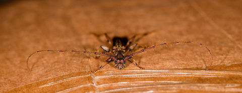 Looooooonghorn beetle - front view, La Isla Escondida, Colombia Found on a piece of cardboard packaging at the La Isla Escondida lodge.
https://www.jungledragon.com/image/70346/looooooonghorn_beetle_la_isla_escondida_colombia.html Colombia,Colombia 2018,Colombia South,La Isla Escondida,Putumayo,South America,World