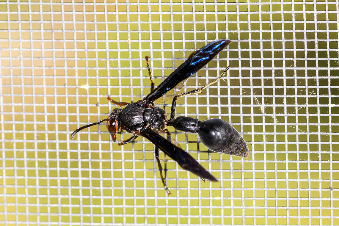 Large wasp, La Isla Escondida, Colombia Found at the window of our room in the La Isla Escondida lodge. Colombia,Colombia 2018,Colombia South,Fall,Geotagged,La Isla Escondida,Putumayo,South America,World