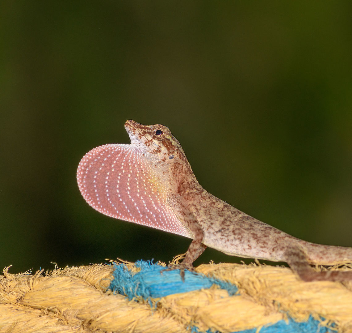 Male Anole, La Isla Escondida, Colombia Found on a hammock at the La Isla Escondida lodge. The flap usually indicates it to be a male and can be a clue for identification.  Colombia,Colombia 2018,Colombia South,La Isla Escondida,Putumayo,South America,World