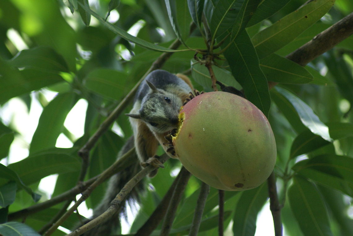 Squirrel having a huge snack A Squirrel munches through fruit hanging from a tree. Costa Rica,Feeding,Sciurus variegatoides,Squirrel,Variegated squirrel