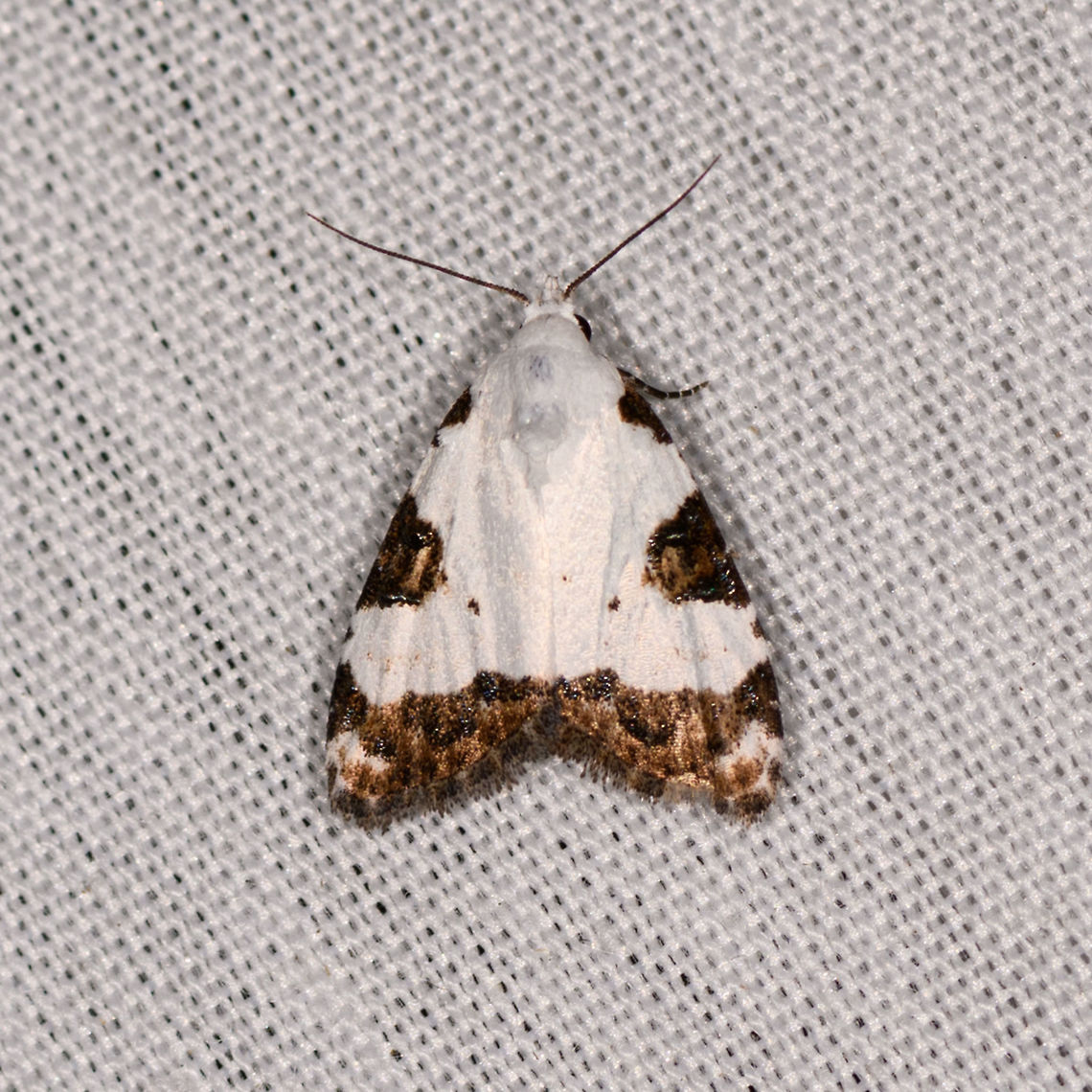 Meganola leudostola, La Isla Escondida, Colombia We arrived at the first mothing night in the set. After moth week here at JungleDragon, we got inspired to try mothing in the jungle. On this night in La Isla Escondida, we had our first attempt. <br />
<br />
Since this is the first of many, I&#039;m going to describe a little how I plan to organize this. I&#039;ll be using a total list of moths photographed during this year&#039;s trip:<br />
<ul class="collections-simple"><li><a href="https://www.jungledragon.com/list/525" title="view as slideshow" class="button slideshow"><em class="fa fa-bookmark"></em>Moths of Colombia - 2018</a></li></ul><br />
I may at times lag behind in identification or have an open queue, otherwise the pace of sharing will be too low. It doesn&#039;t mean I don&#039;t care about the ID, it&#039;s just that I may check it later. In the meanwhile you of course are very much invited to help :)<br />
<br />
And I have another cool thing going on, a side project with the code name &quot;Mothopia&quot;. The good moth shots (good focus and the moth in a straight angle) I will cut out of its background, to ultimately make an enormous plate of tons of moths, a mega showcase of diversity. It&#039;s a tedious and risky project, I have no idea how long it will take, and I may give up halfway in. Since here too the pace of sharing would be too low, at JungleDragon I will share the moths with their original backgrounds. Colombia,Colombia 2018,Colombia South,La Isla Escondida,Meganola leudostola,Putumayo,South America,World