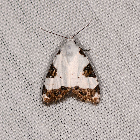 Meganola leudostola, La Isla Escondida, Colombia We arrived at the first mothing night in the set. After moth week here at JungleDragon, we got inspired to try mothing in the jungle. On this night in La Isla Escondida, we had our first attempt. 

Since this is the first of many, I'm going to describe a little how I plan to organize this. I'll be using a total list of moths photographed during this year's trip:
https://www.jungledragon.com/list/525/moths_of_colombia_-_2018.html
I may at times lag behind in identification or have an open queue, otherwise the pace of sharing will be too low. It doesn't mean I don't care about the ID, it's just that I may check it later. In the meanwhile you of course are very much invited to help :)

And I have another cool thing going on, a side project with the code name "Mothopia". The good moth shots (good focus and the moth in a straight angle) I will cut out of its background, to ultimately make an enormous plate of tons of moths, a mega showcase of diversity. It's a tedious and risky project, I have no idea how long it will take, and I may give up halfway in. Since here too the pace of sharing would be too low, at JungleDragon I will share the moths with their original backgrounds. Colombia,Colombia 2018,Colombia South,La Isla Escondida,Meganola leudostola,Putumayo,South America,World