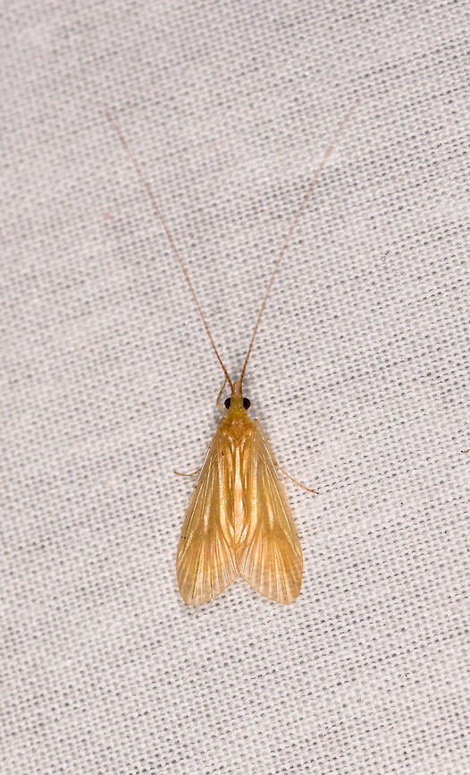 Caddisfly, La Isla Escondida, Colombia  Colombia,Colombia 2018,Colombia South,Fall,Geotagged,La Isla Escondida,Putumayo,South America,World