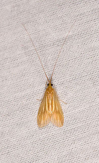 Caddisfly, La Isla Escondida, Colombia  Colombia,Colombia 2018,Colombia South,Fall,Geotagged,La Isla Escondida,Putumayo,South America,World